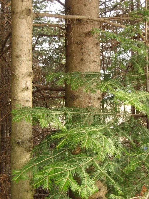 Balsam Fir (Abies Balsamea) — reaching up to 50-75 feet tall and 20-25 feet wide; resin-filled blisters on the bark
