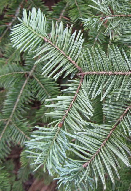 Balsam Fir (Abies Balsamea) — reaching up to 50-75 feet tall and 20-25 feet wide; resin-filled blisters on the bark, image 46
