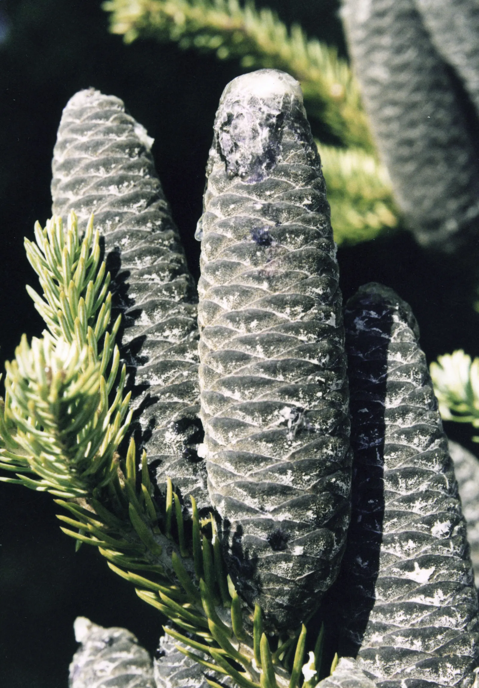 Balsam Fir (Abies Balsamea) — incorporating this majestic tree into your design can provide elegant vertical accents and year-round interest; balsam Fir