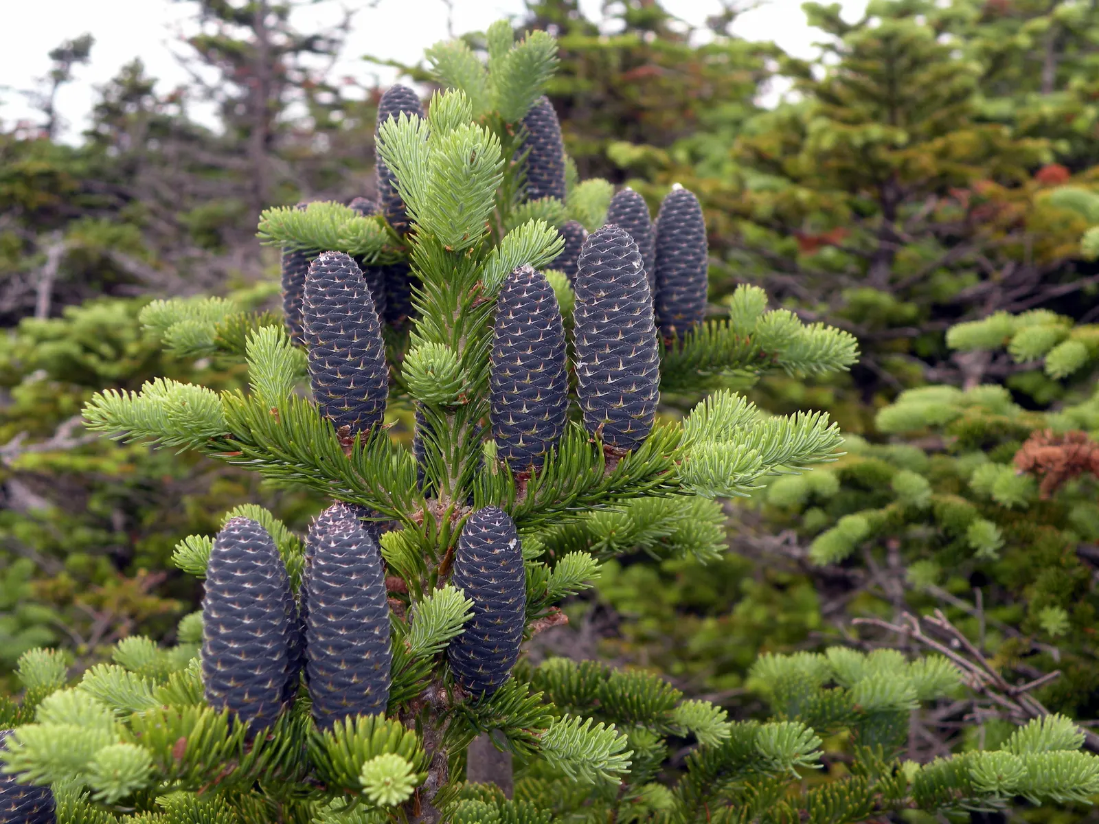 Balsam Fir (Abies Balsamea) — Ideal for cold climates, it thrives in USDA zones 3-6 and prefers moist, slightly acidic soil; well-drained soil and, image 50