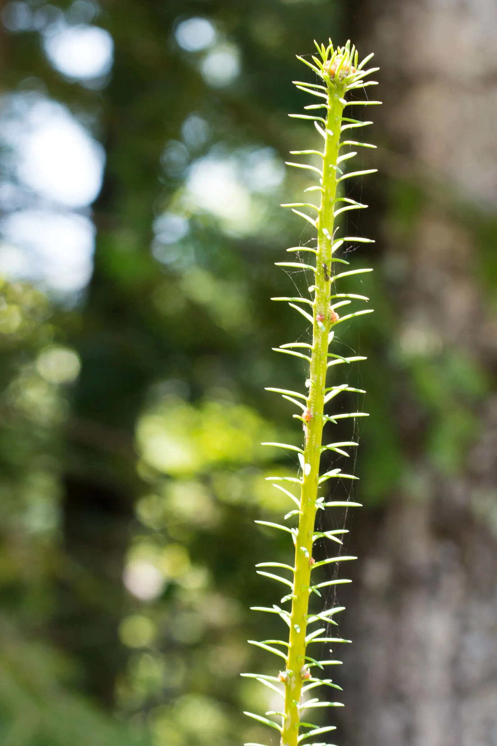 Balsam Fir (Abies Balsamea) — prized for its conical shape and dense