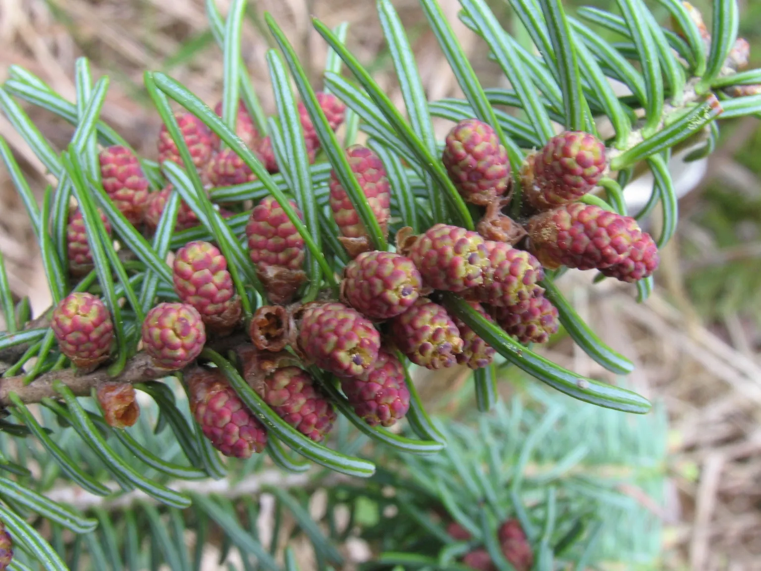 Balsam Fir (Abies Balsamea) — Keep in mind, saplings and young trees may need protection from harsh winds and heavy snowfalls; which exude a pleasant balsam