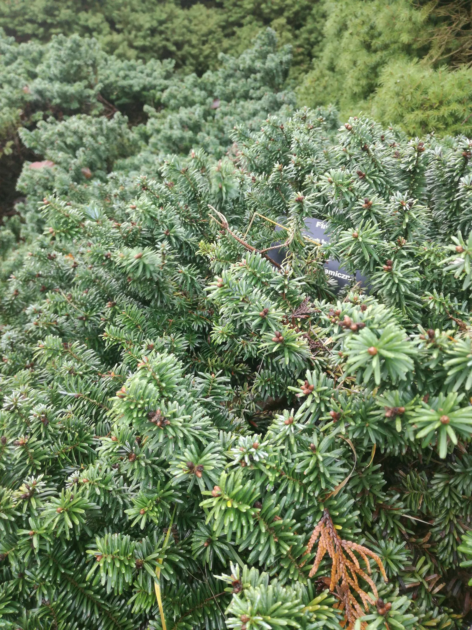 Balsam Fir (Abies Balsamea) — which exude a pleasant balsam scent when punctured; silvery appearance when stirred by the breeze.<br><br>For proper growth