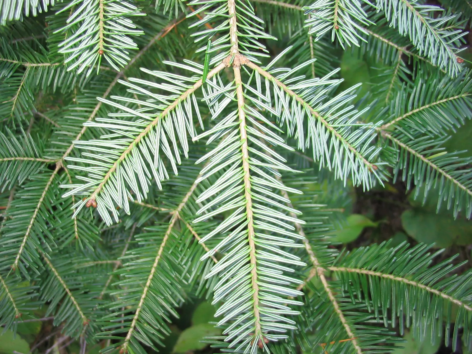 Balsam Fir (Abies Balsamea) — measuring around 0.75 to 1.5 inches long; renowned for its fragrant, image 48
