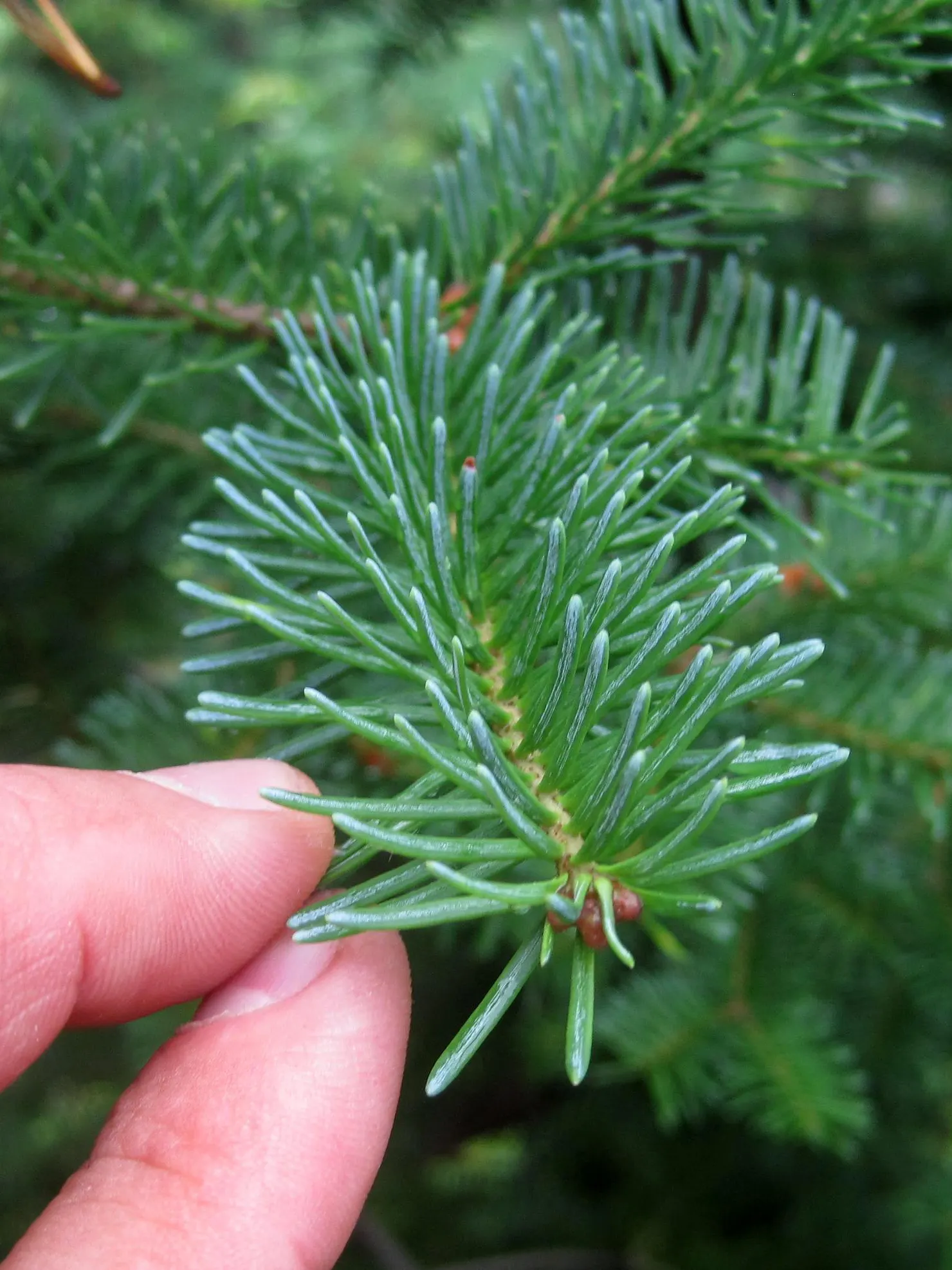 Balsam Fir (Abies Balsamea) — which exude a pleasant balsam scent when punctured; silvery appearance when stirred by the breeze.<br><br>For proper, image 56