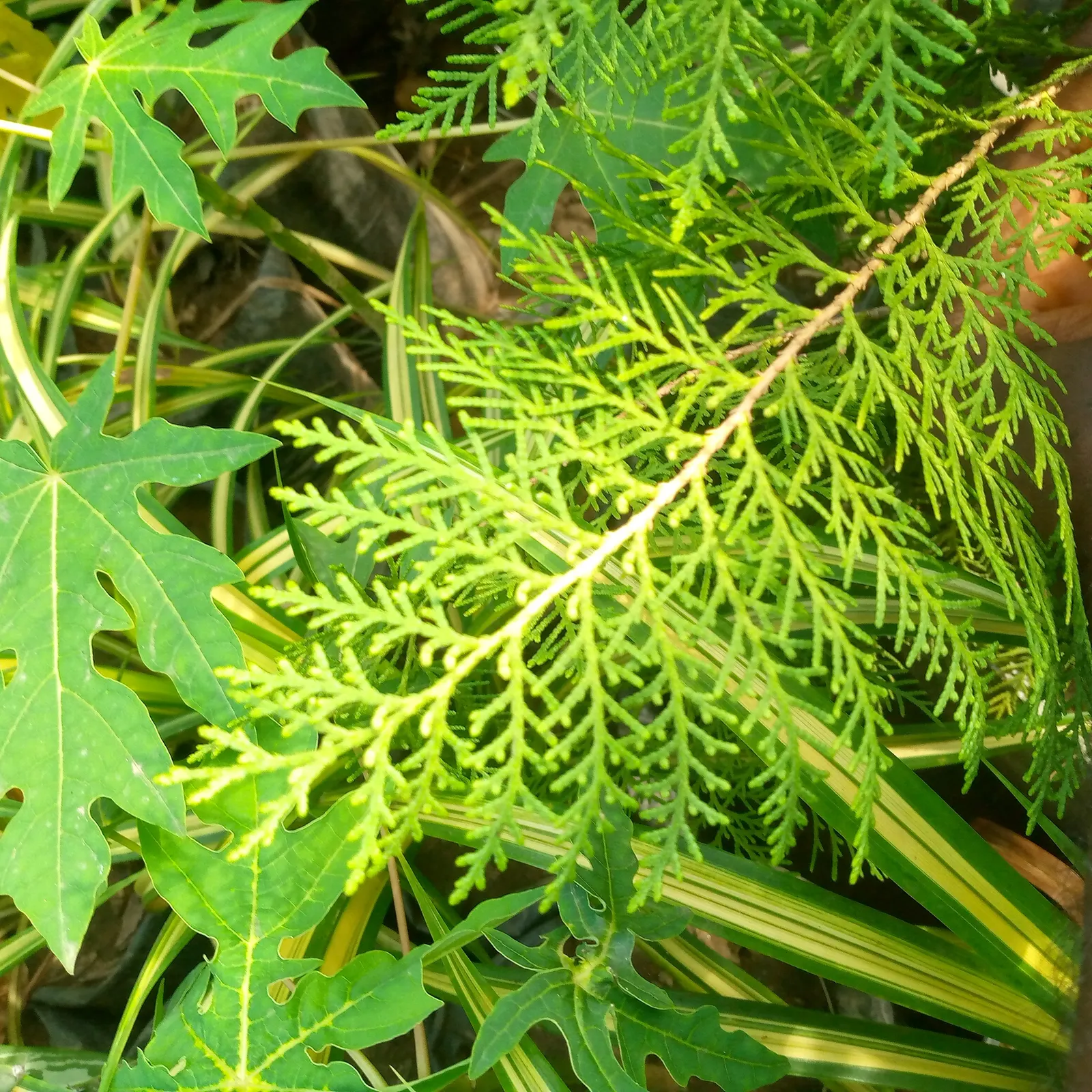 Balsam Fir (Abies Balsamea) — Typically reaching heights of 45 to 75 feet with a spread of about 20 to 25 feet; the Balsam Fir (Abies balsamea) is, image 54