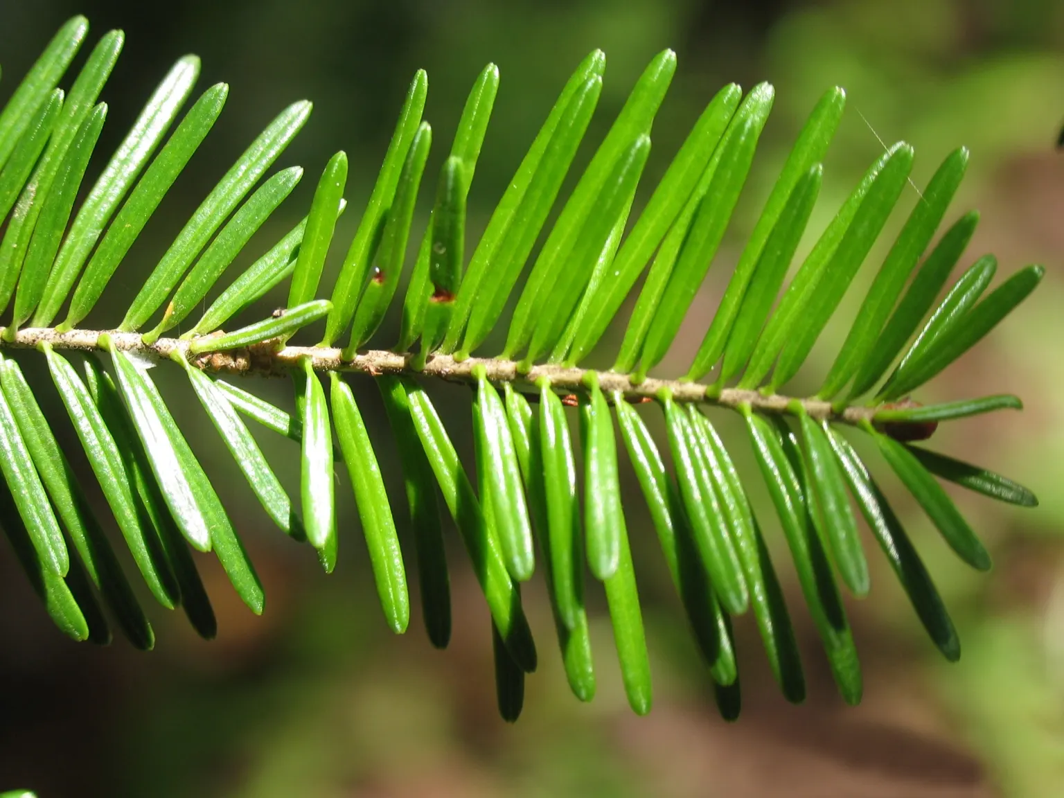 Balsam Fir (Abies Balsamea) — It is low-maintenance but should be monitored for common pests like spruce budworm and balsam woolly adelgid; the needles are