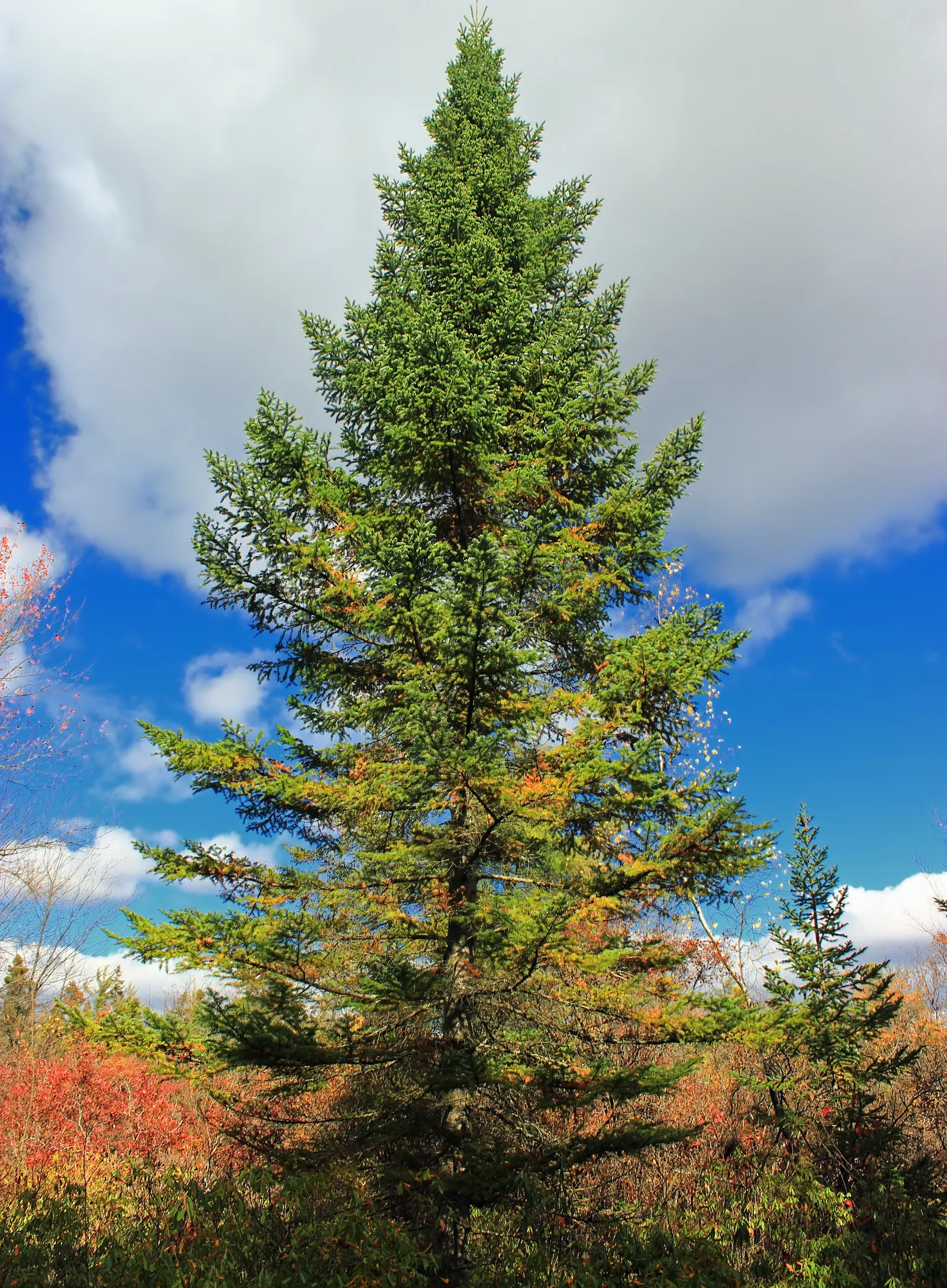 Balsam Fir (Abies Balsamea) — with two white bands on the underside; is an evergreen conifer native to North America