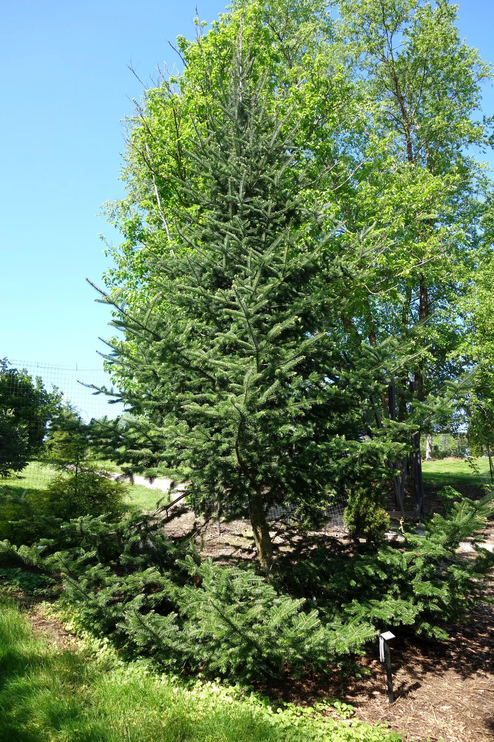 Balsam Fir (Abies Balsamea) — conifer / tree for full or half; emphasize the Balsam Fir's suitability as a standalone specimen or as part of a larger evergreen