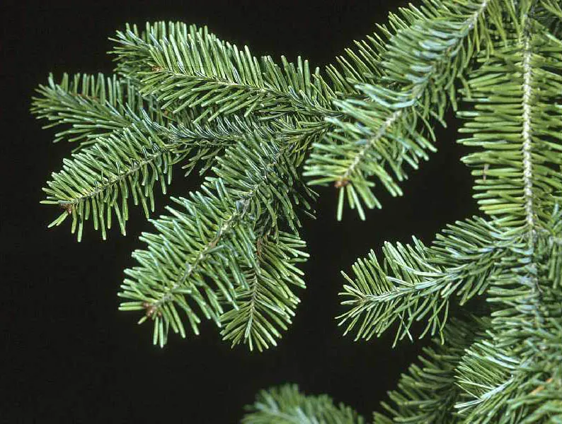 Balsam Fir (Abies Balsamea) — Ideal for cold climates, it thrives in USDA zones 3-6 and prefers moist, slightly acidic soil; well-drained soil and will thrive