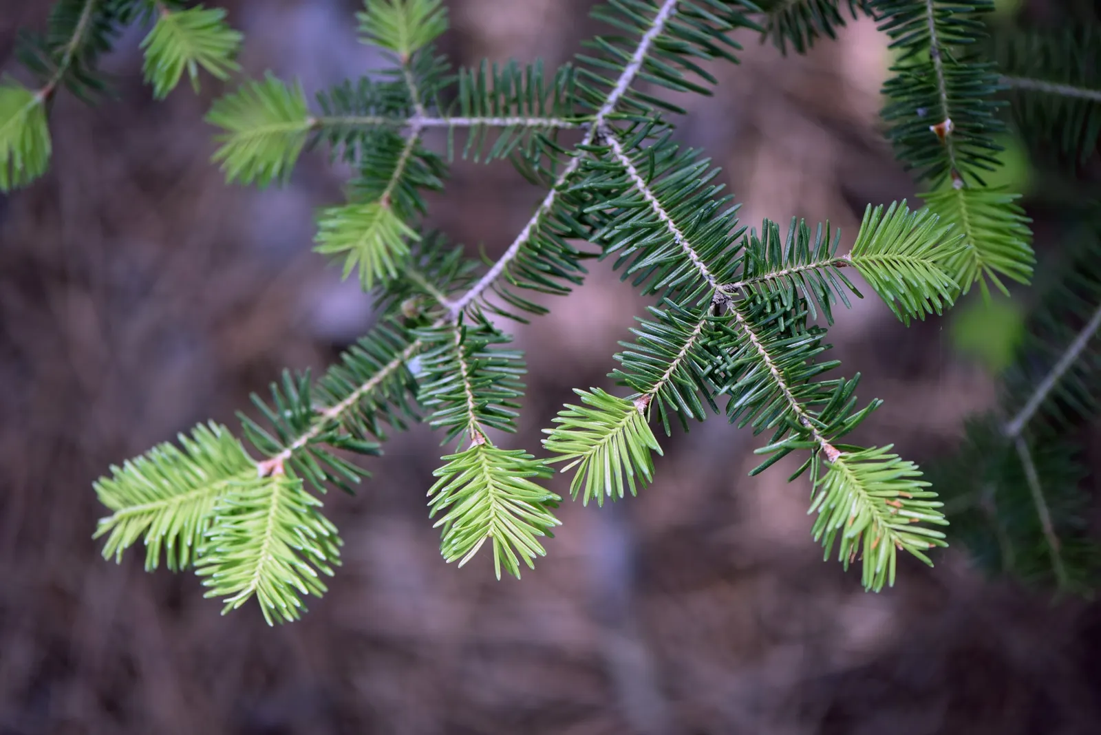 Balsam Fir (Abies Balsamea) — emphasize the Balsam Fir's suitability as a standalone specimen or as part of a larger evergreen screen