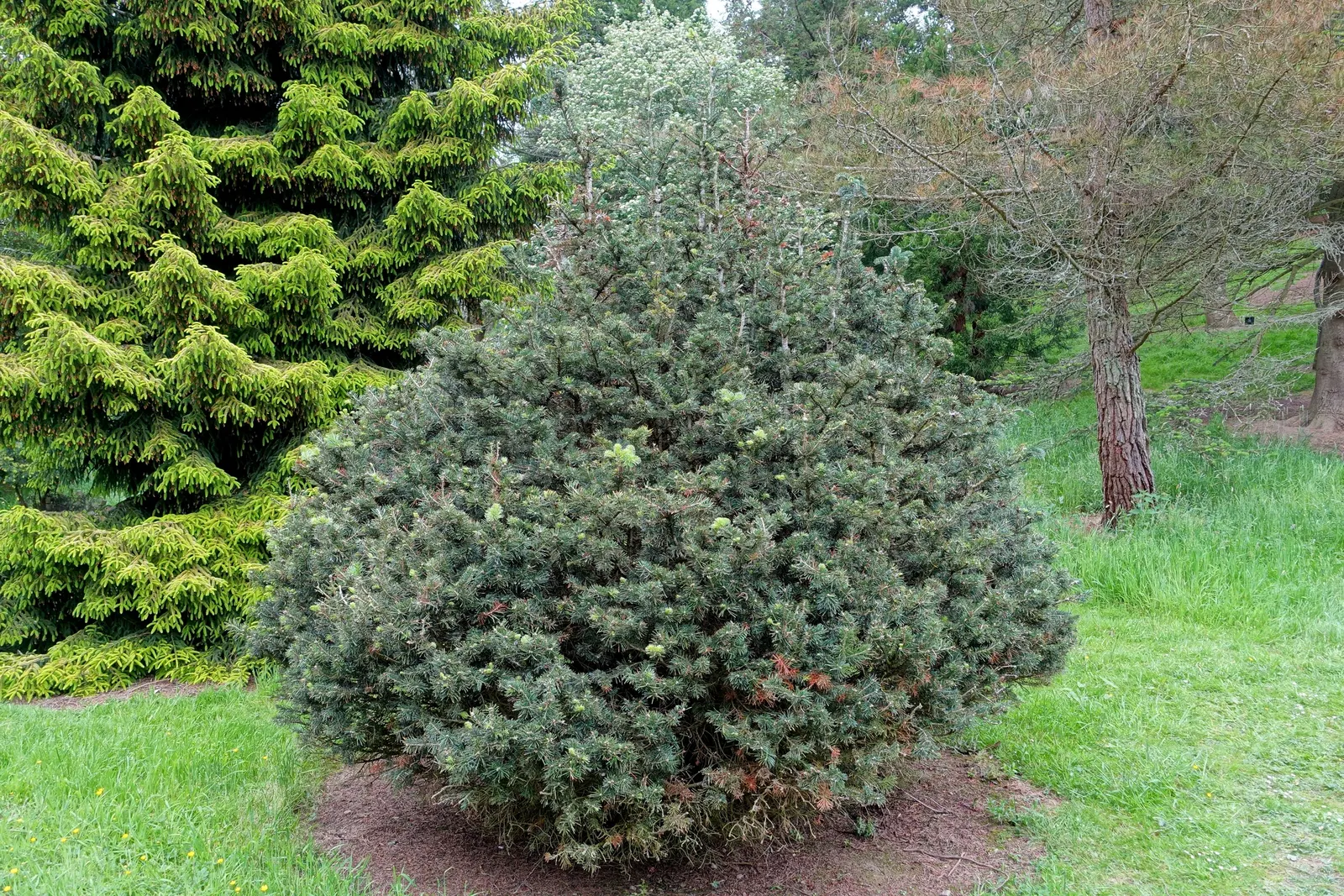 Balsam Fir (Abies Balsamea) — Additionally, its adaptability to cold climates makes it a robust addition for northern landscapes