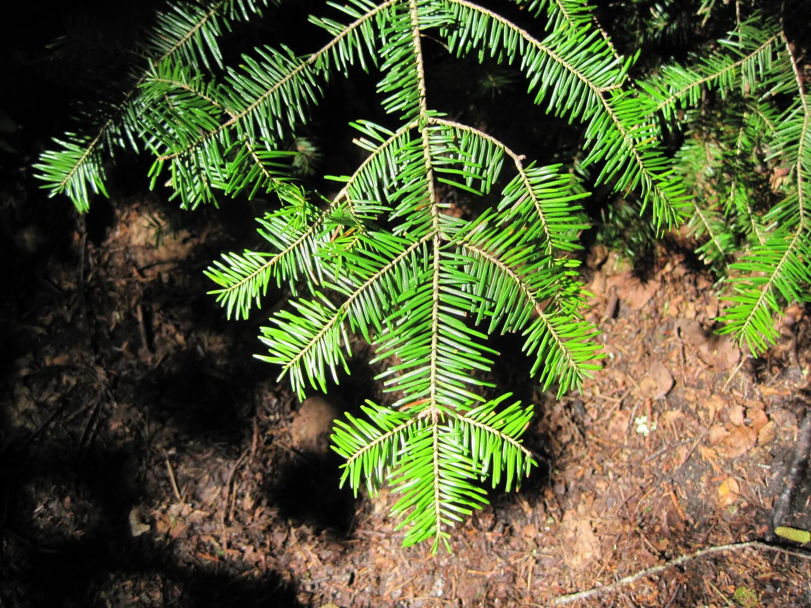 Balsam Fir (Abies Balsamea) — prized for its conical shape and dense; incorporating this majestic tree into your design can provide elegant, image 52