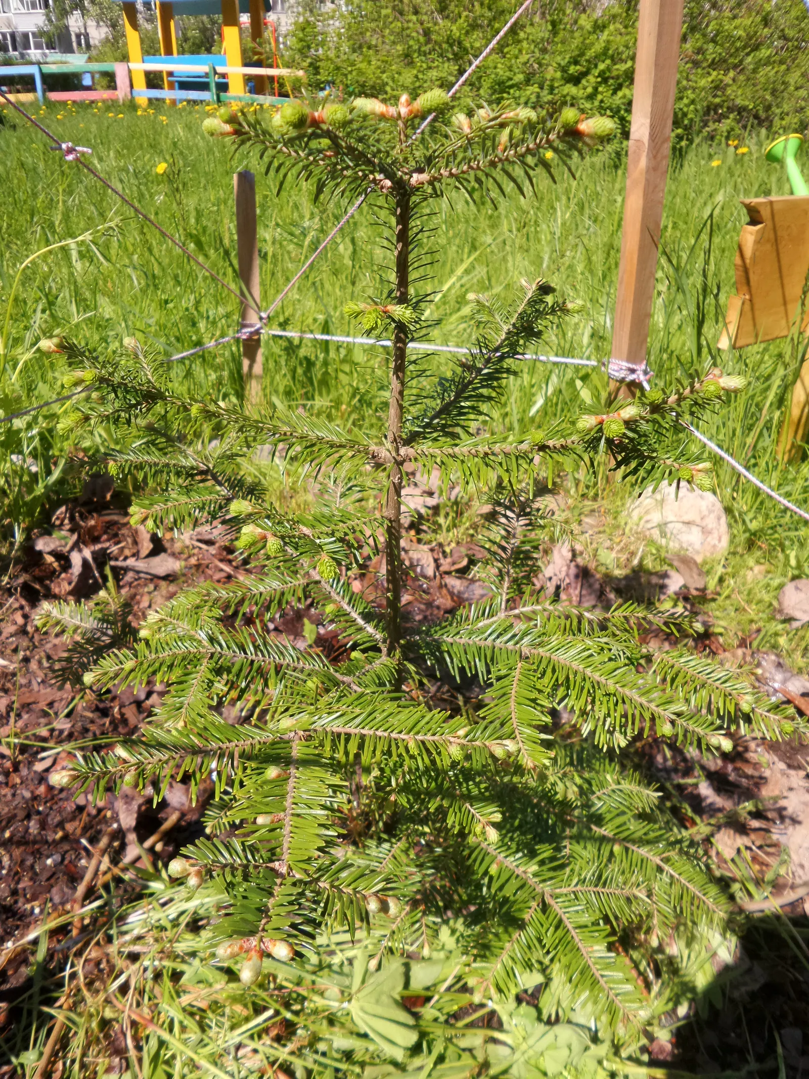 Balsam Fir (Abies Balsamea) — incorporating this majestic tree into your design can provide elegant vertical accents and year-round interest, image 53