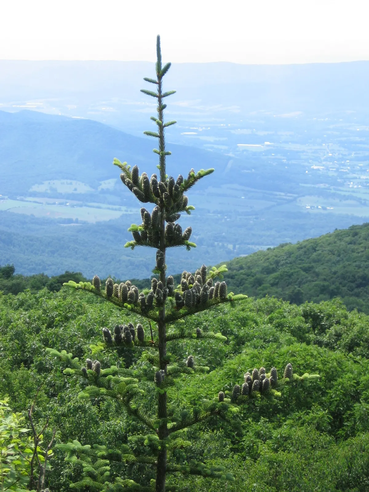Balsam Fir (Abies Balsamea) — is an evergreen conifer native to North America; reaching up to 50-75 feet tall and 20-25 feet wide, image 51