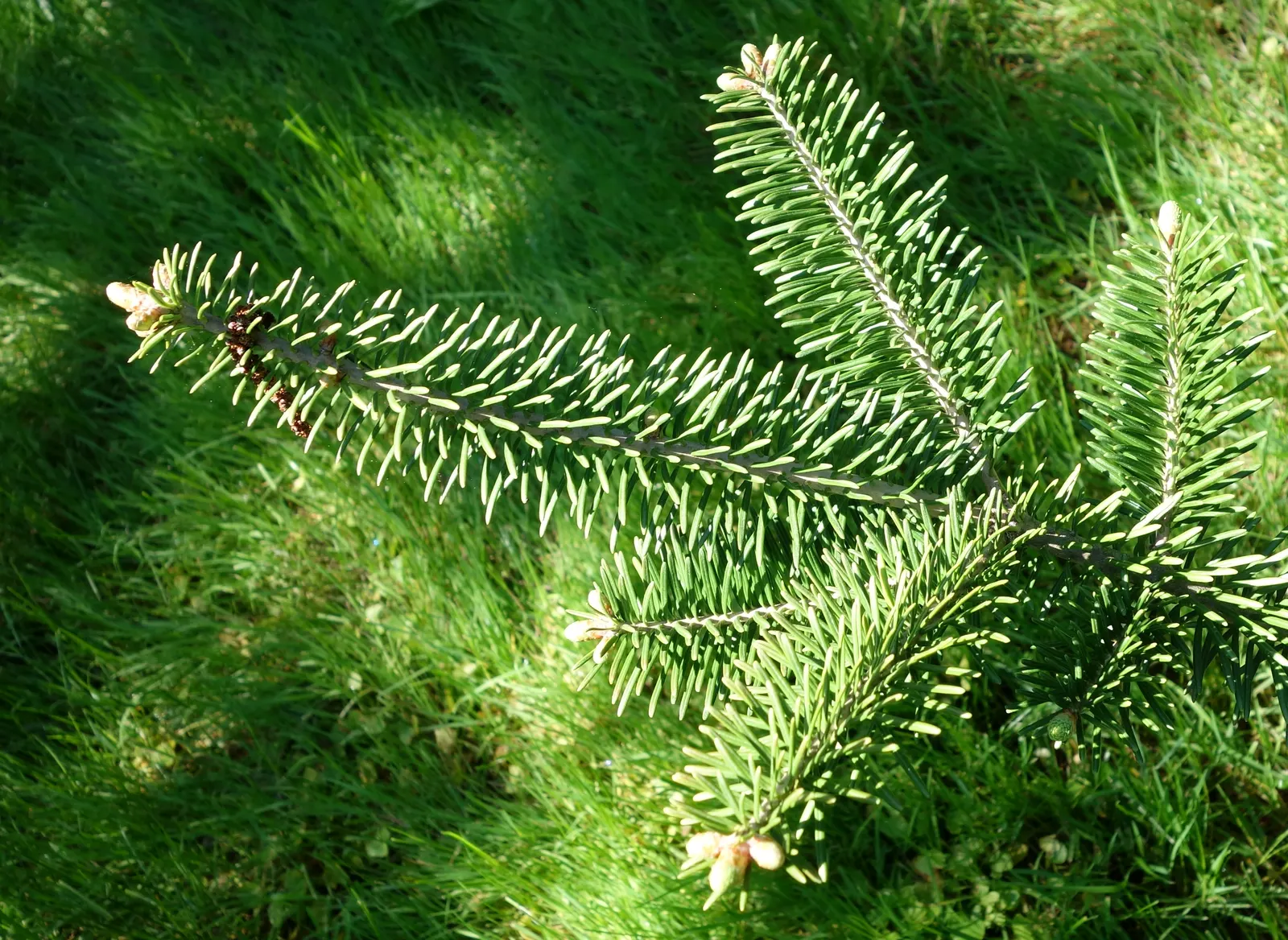 Balsam Fir (Abies Balsamea) — resin-filled blisters on the bark; prized for its conical shape and dense