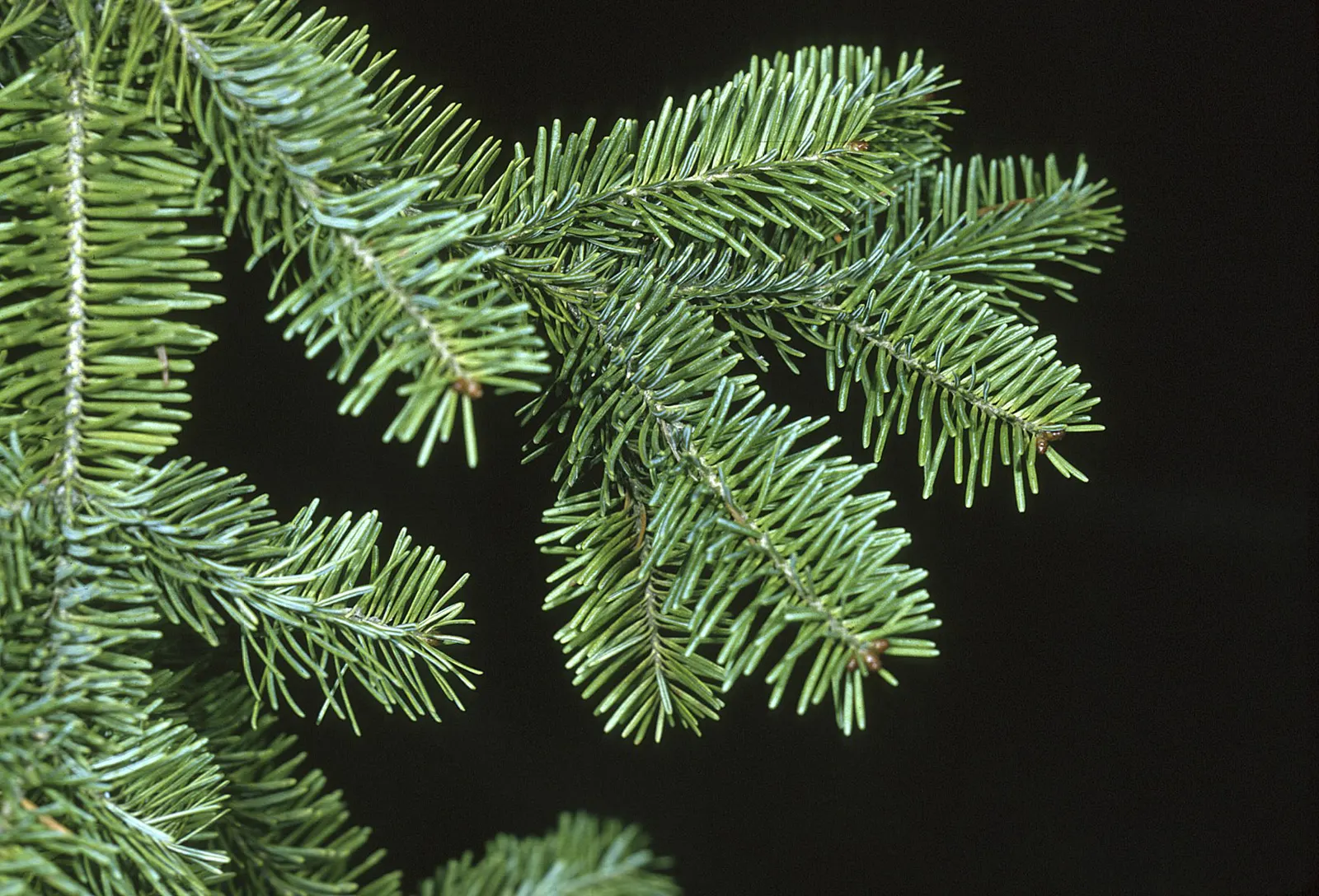 Balsam Fir (Abies Balsamea) — The Balsam Fir (Abies balsamea) is a North American native evergreen with a classic pyramidal shape; measuring around, image 45