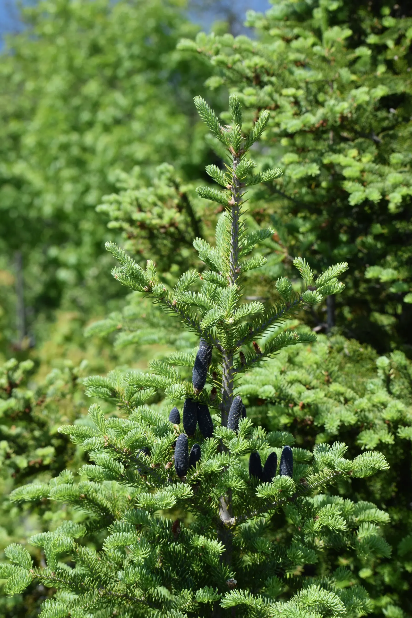 Balsam Fir (Abies Balsamea) — The needles are generally 0.5 to 1.5 inches long; conifer / tree for full or half