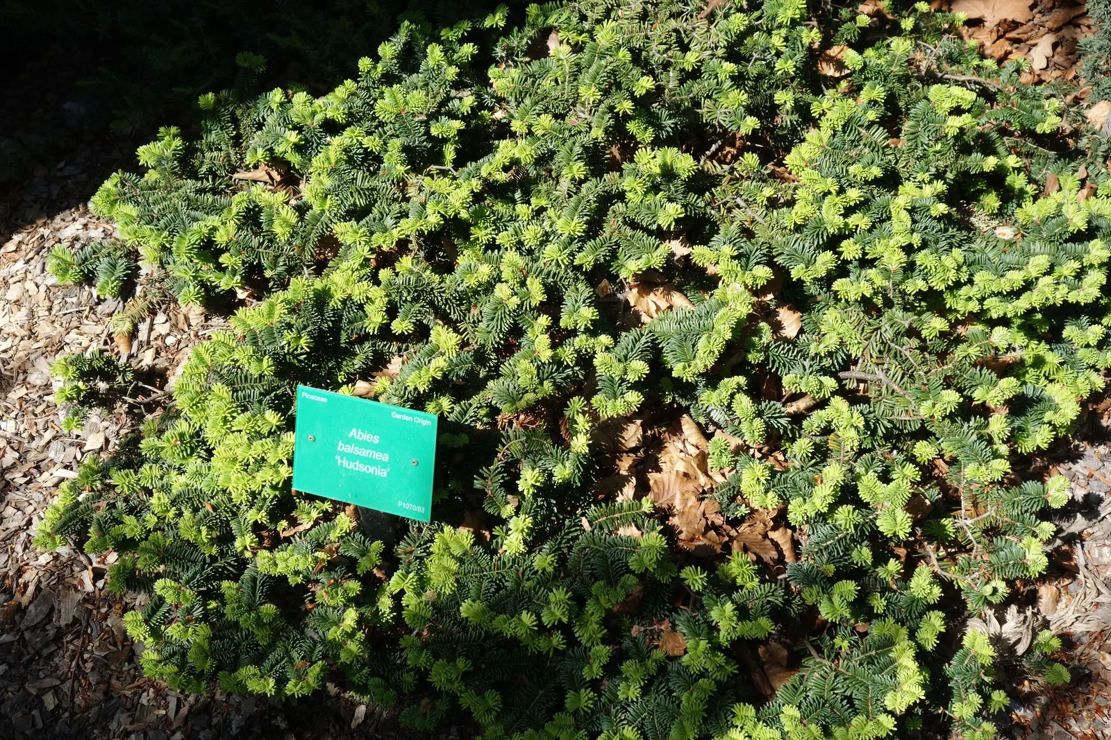 Balsam Fir (Abies Balsamea) — emphasize the Balsam Fir's suitability as a standalone specimen or as part of a larger evergreen screen; additionally, its