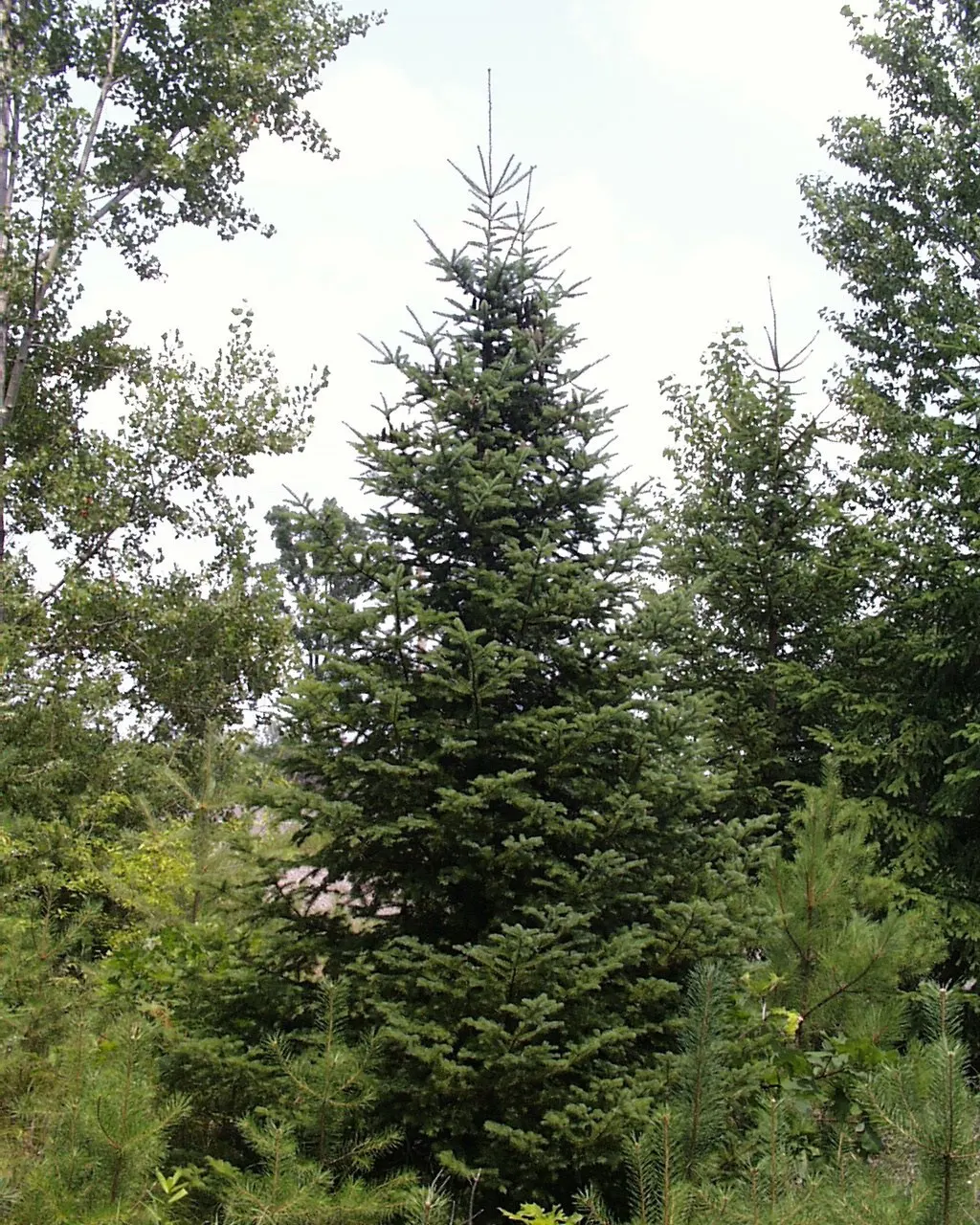 Balsam Fir (Abies Balsamea) — measuring around 0.75 to 1.5 inches long; renowned for its fragrant