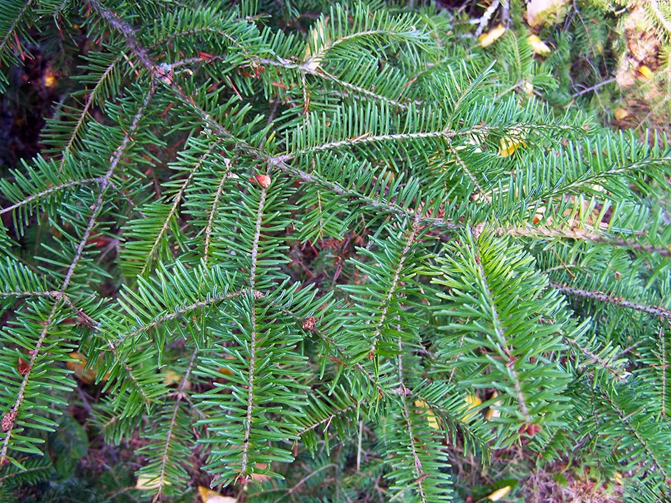 Balsam Fir (Abies Balsamea) — this coniferous tree yields resin-filled blisters on its bark and upright cones