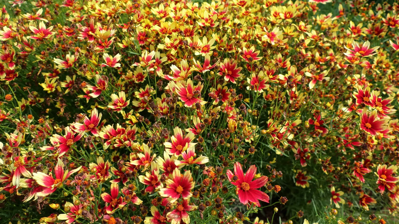 Red Chiffon Tickseed (Coreopsis 'Red Chiffon') — is a vibrant perennial with lush