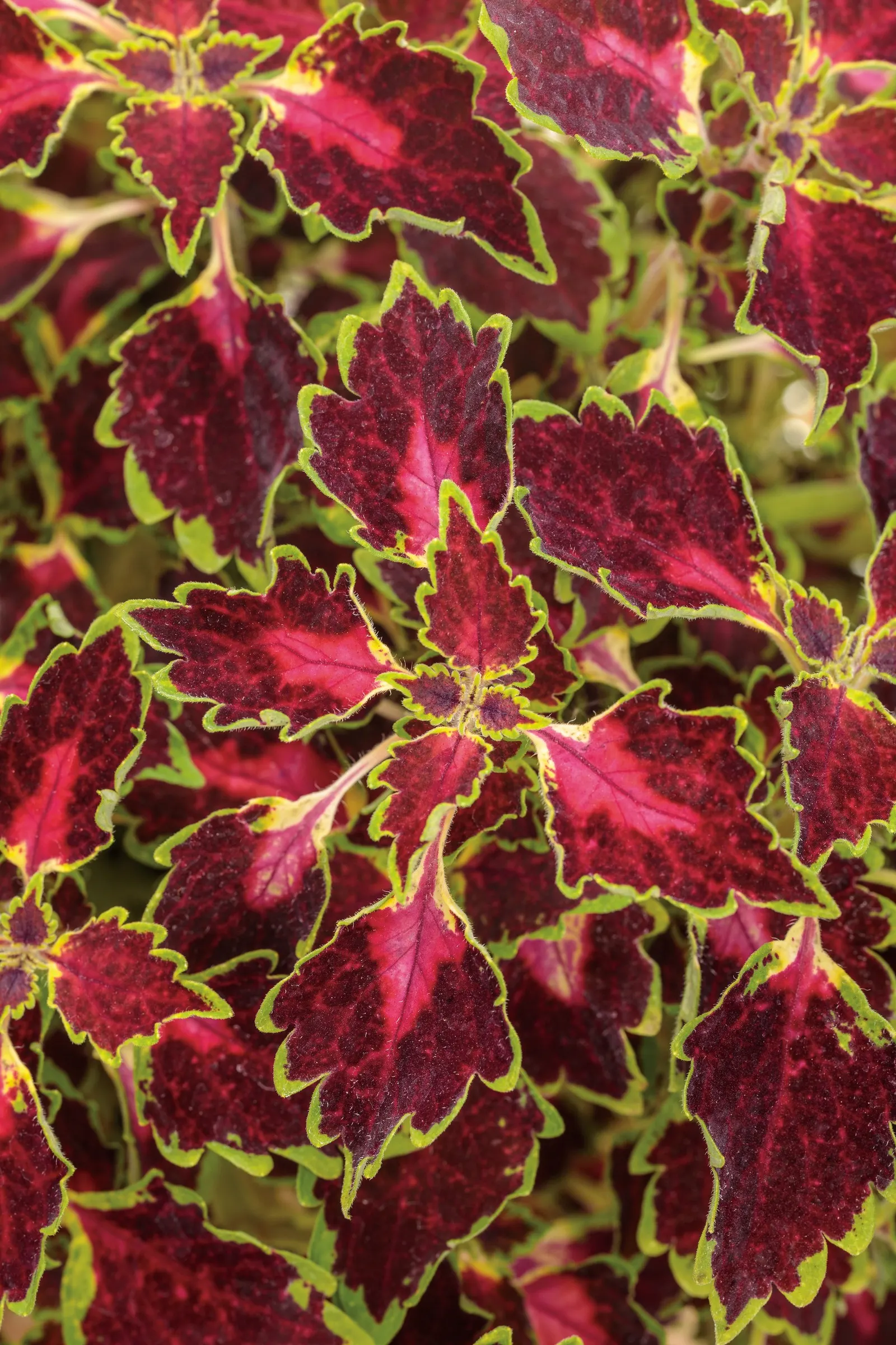 Cherry Drop Coleus (Coleus scutellarioides) — Hardy in USDA Zones 10-11