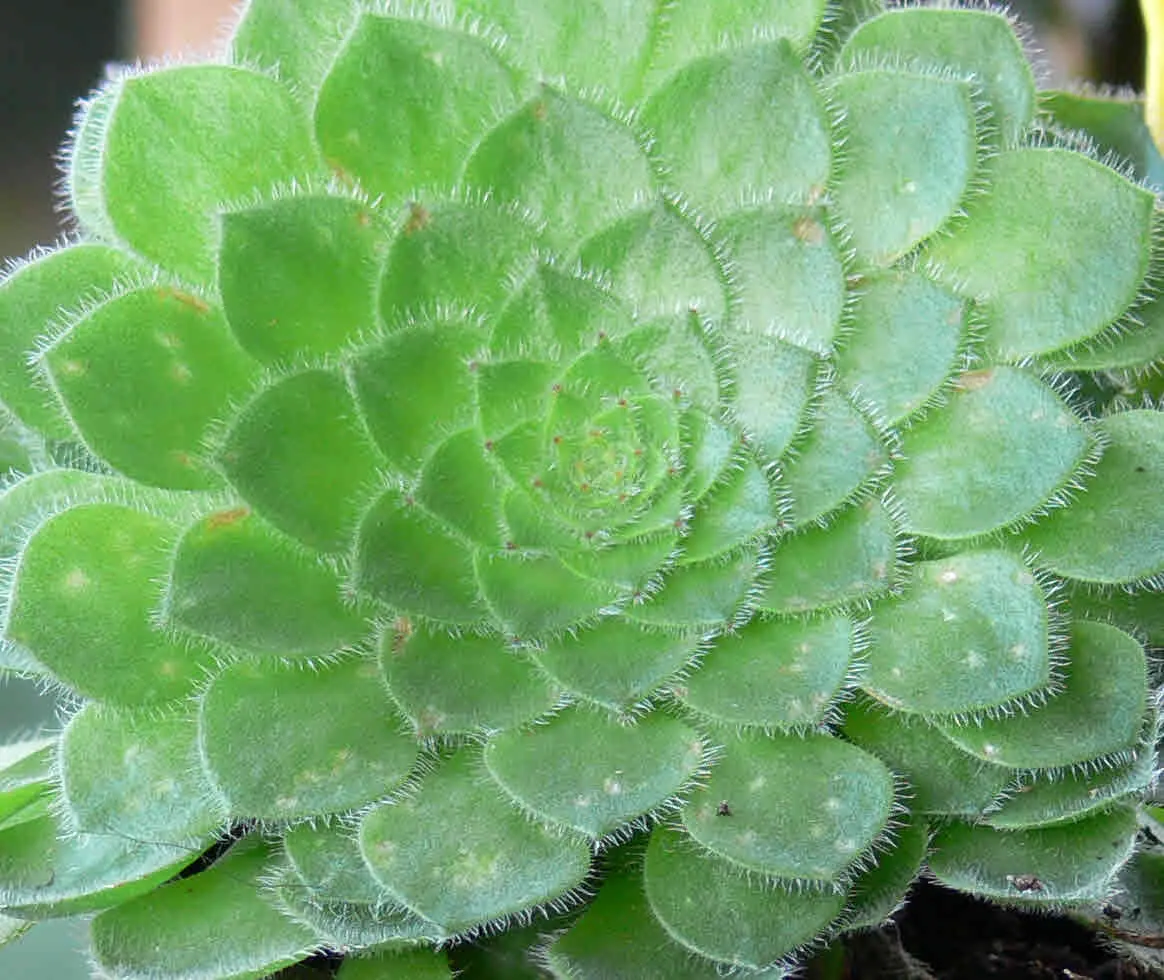Dinner Plate Aeonium (Aeonium Tabuliforme) — this drought-tolerant perennial thrives in USDA zones 9-11