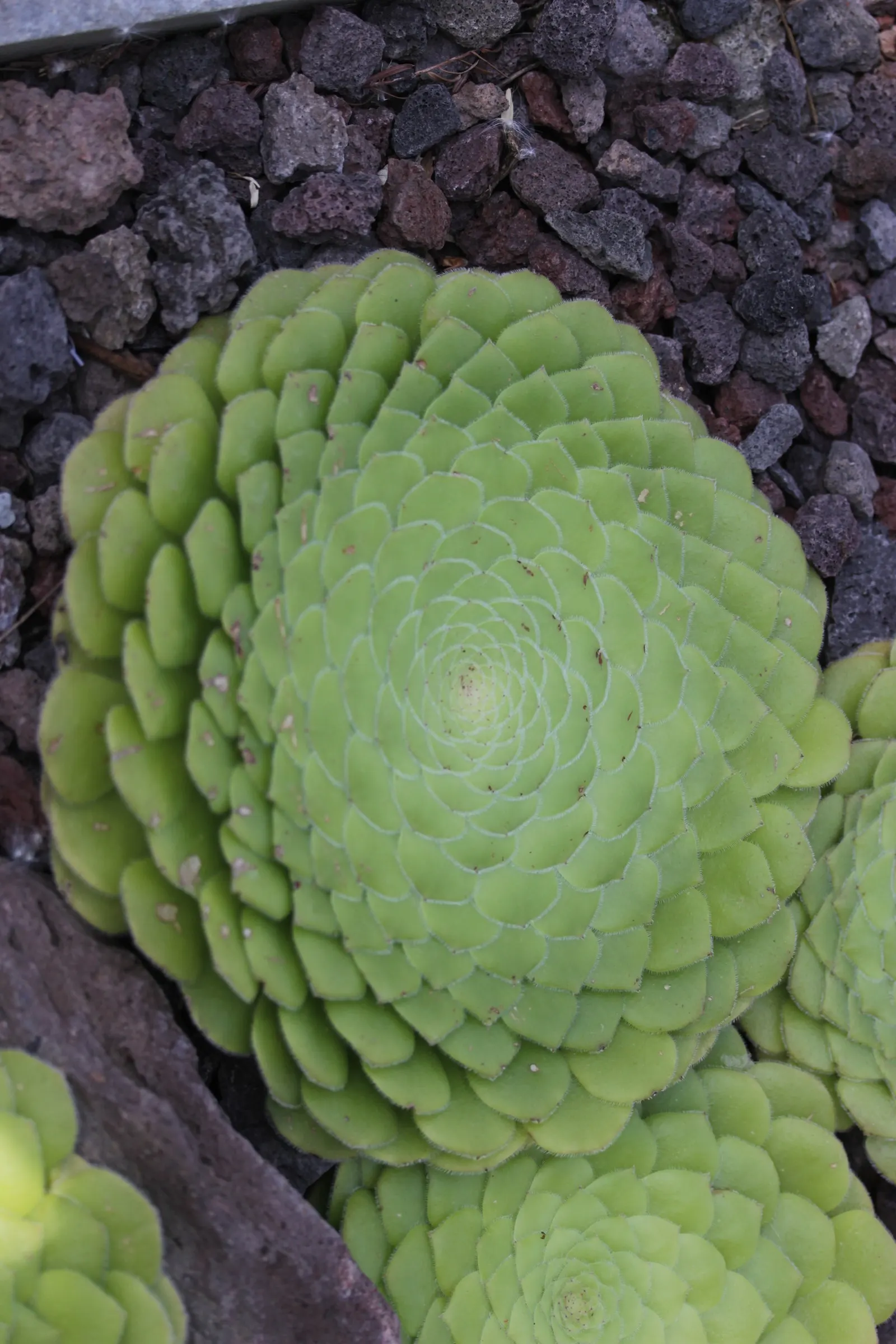 Dinner Plate Aeonium (Aeonium Tabuliforme) — presents a striking rosette of succulent leaves
