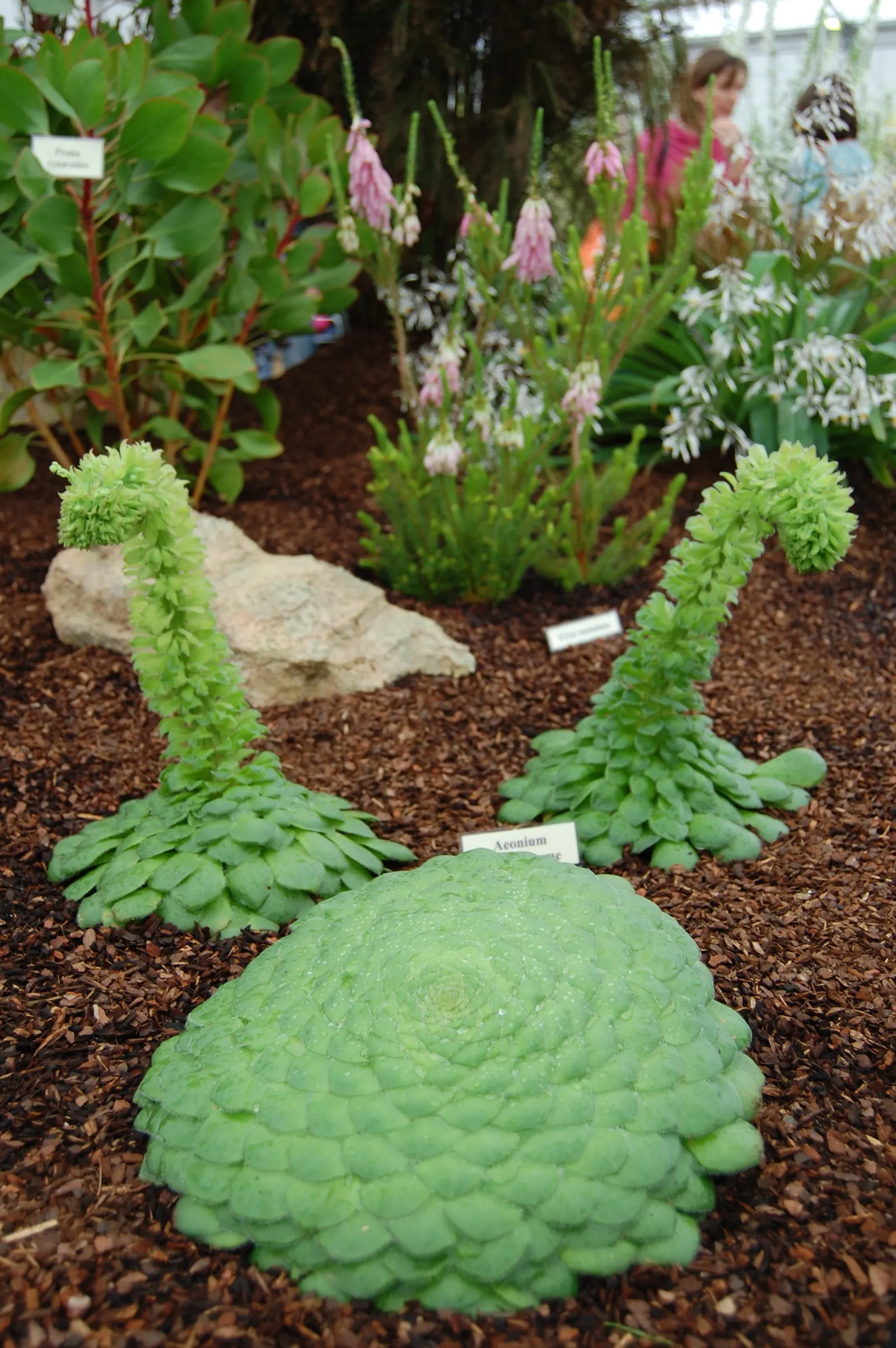 Dinner Plate Aeonium (Aeonium Tabuliforme) — it produces pyramidal yellow flowers rising from the rosette's center - a rarity to behold