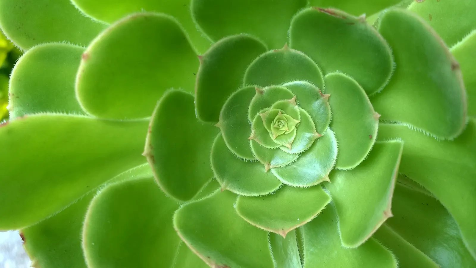 Dinner Plate Aeonium (Aeonium Tabuliforme) — flat green plate up to 18 inches in diameter; resembling the size of a large dinner plate