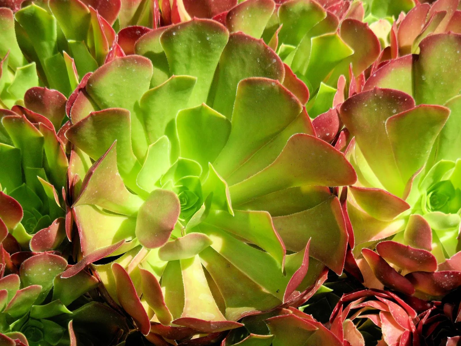 Dinner Plate Aeonium (Aeonium Tabuliforme) — presents a striking rosette of succulent leaves; requiring well-draining soil and partial sun