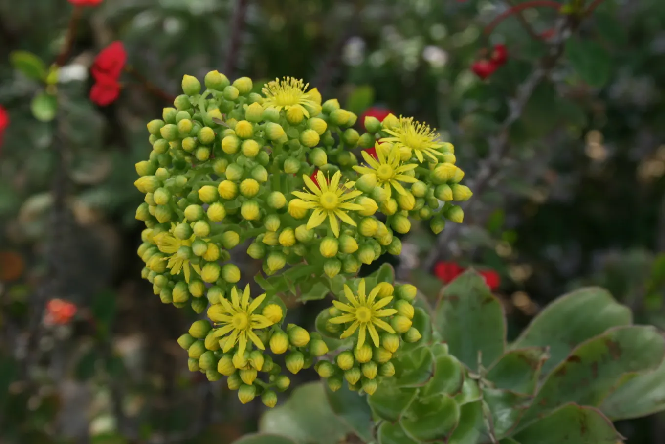 Dinner Plate Aeonium (Aeonium Tabuliforme) — which provides its common name