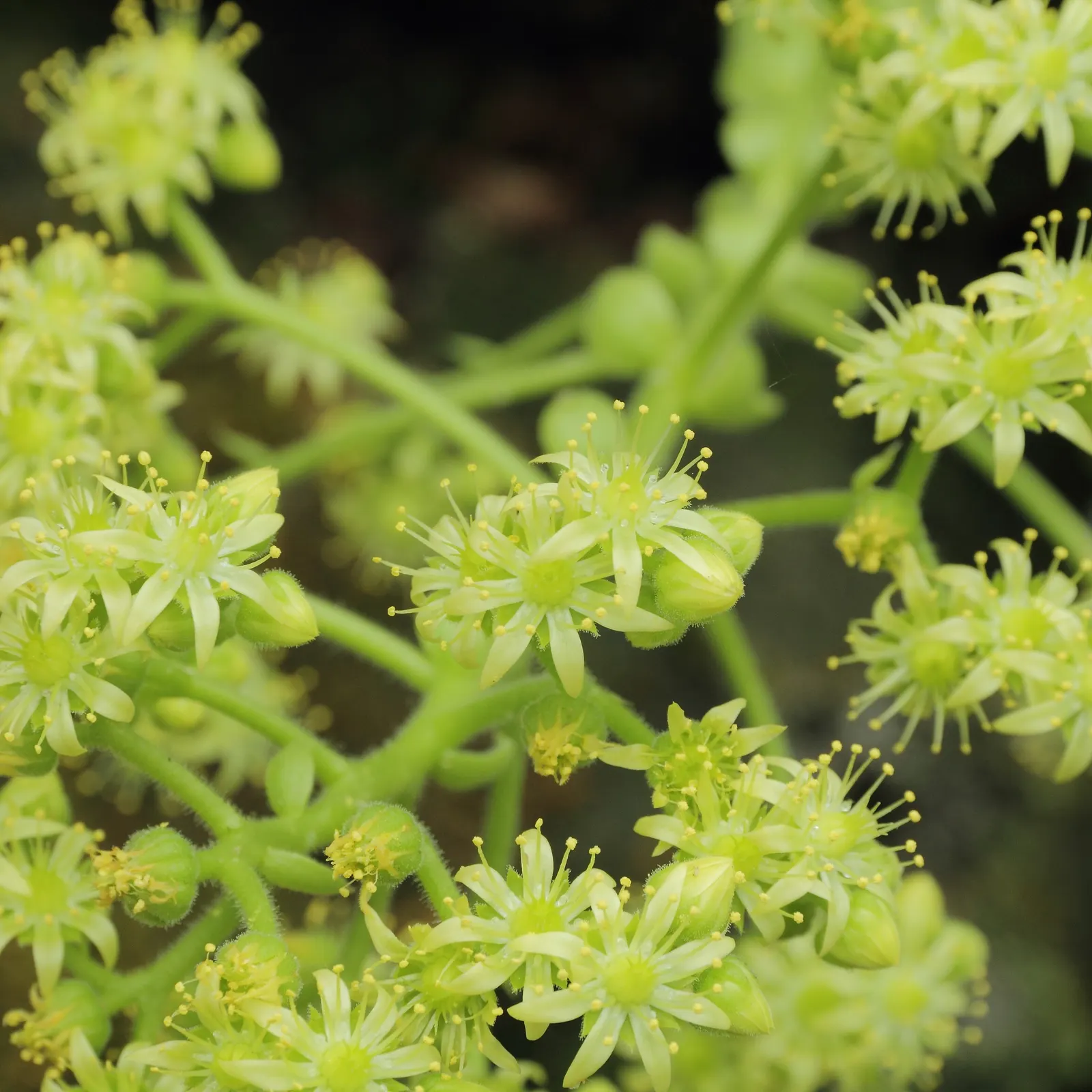Dinner Plate Aeonium (Aeonium Tabuliforme) — Its shallow root system suits rock gardens and containers