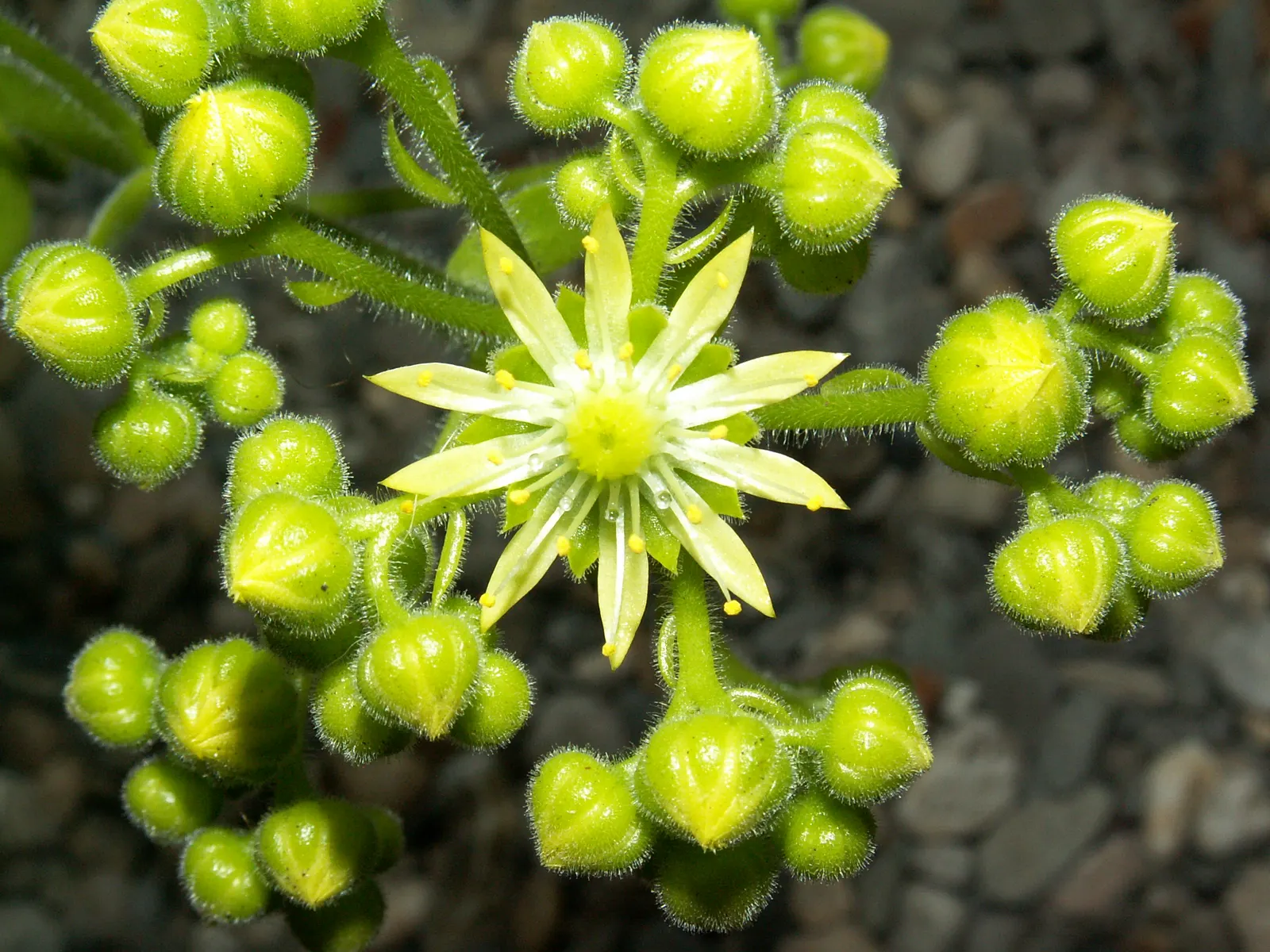 Dinner Plate Aeonium (Aeonium Tabuliforme) — This plant typically grows to an impressive diameter ranging between 18 to 24 inches across