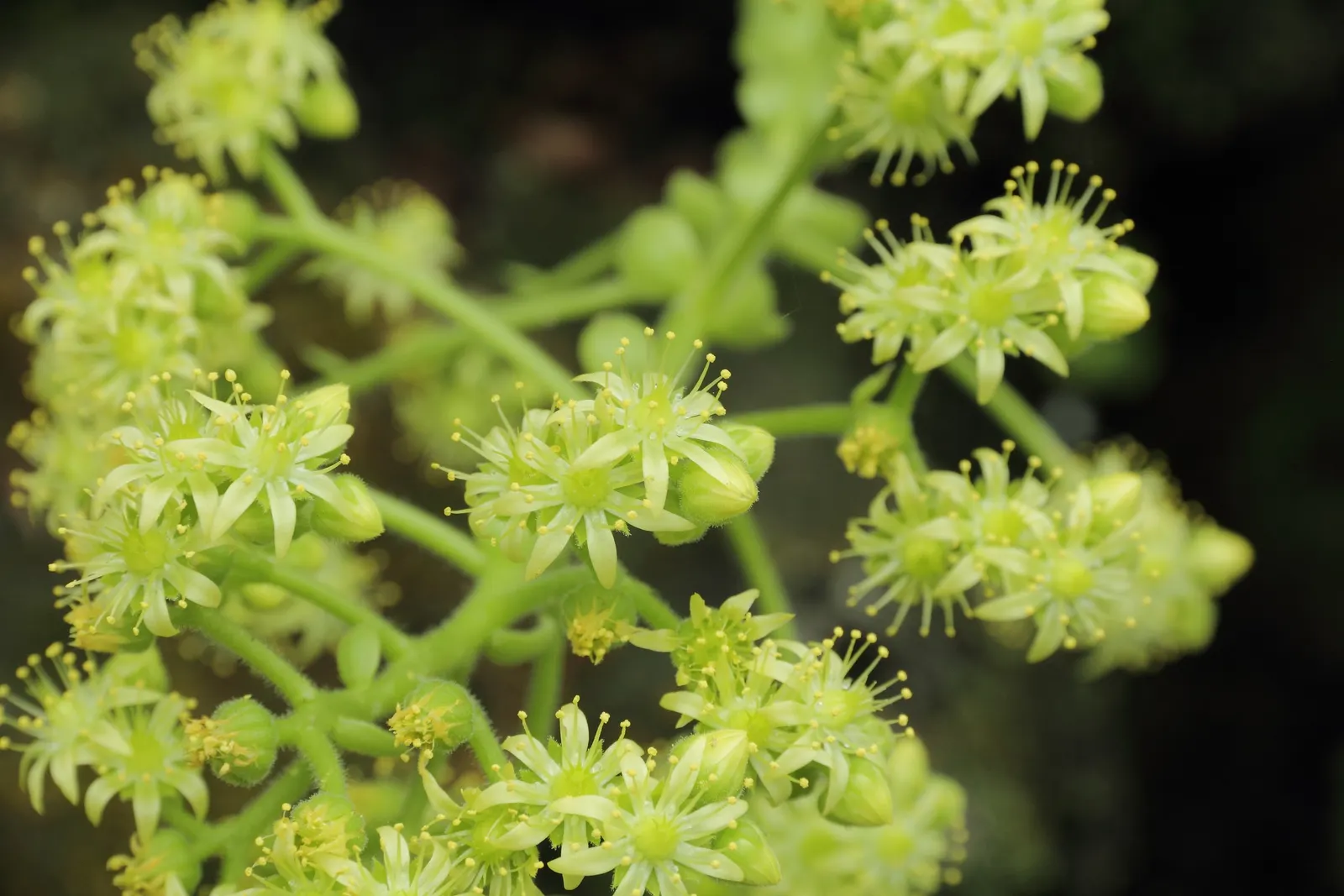 Dinner Plate Aeonium (Aeonium Tabuliforme) — modern touch to landscape designs; sometimes accentuated by a delicate red margin under bright sunlight or cooler