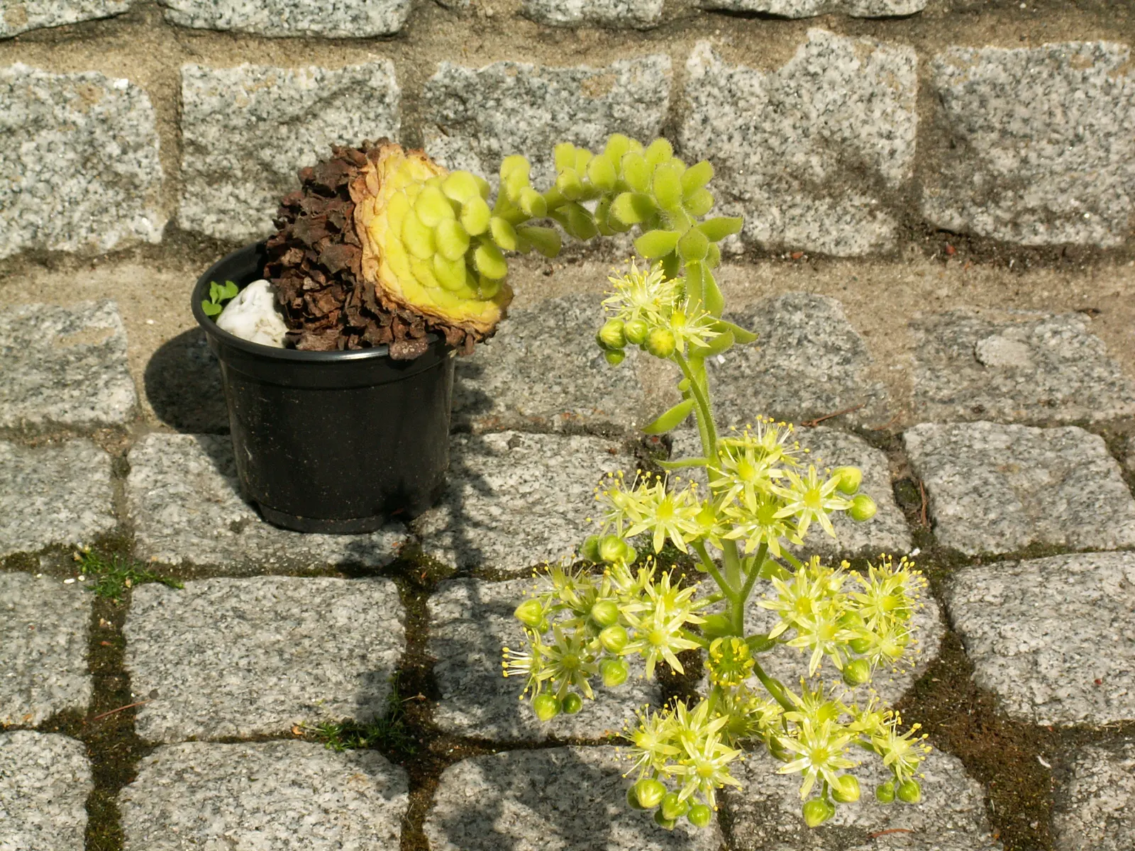 Dinner Plate Aeonium (Aeonium Tabuliforme) — The Dinner Plate Aeonium is largely stemless