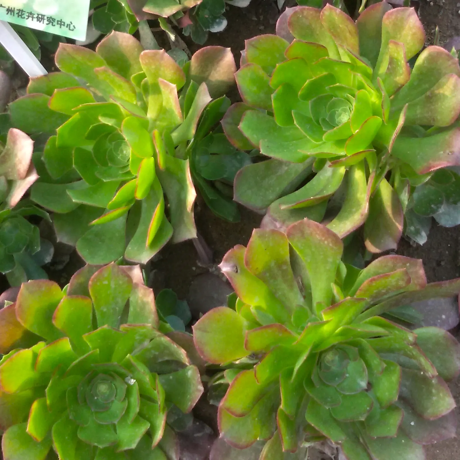 Dinner Plate Aeonium (Aeonium Tabuliforme) — Mediterranean-style gardens