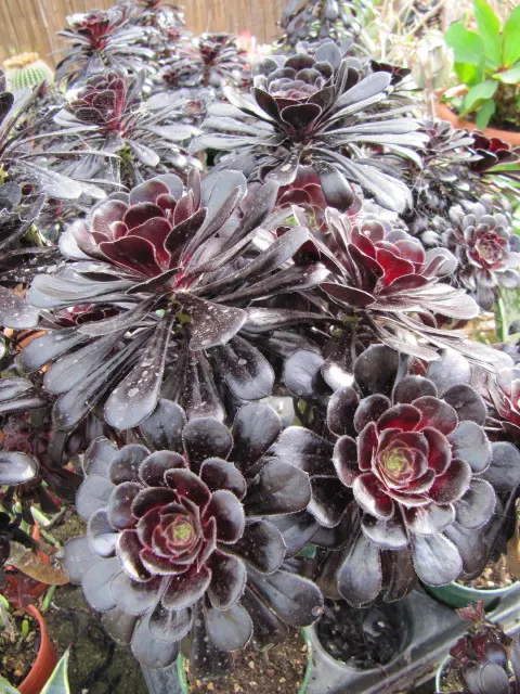 Dinner Plate Aeonium (Aeonium Tabuliforme) — commonly referred to as the Dinner Plate Aeonium