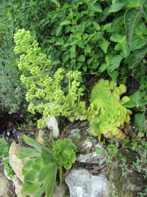 Dinner Plate Aeonium (Aeonium Tabuliforme) — succulent for full or half or shade