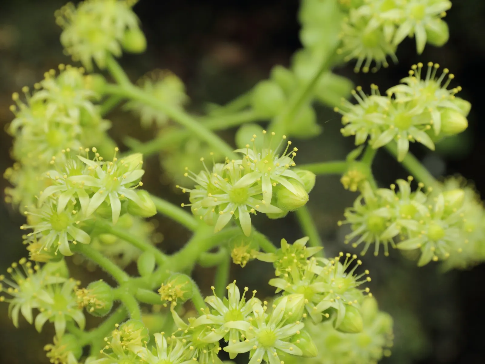 Dinner Plate Aeonium (Aeonium Tabuliforme) — Its shallow root system makes it an ideal choice for rockeries or shallow