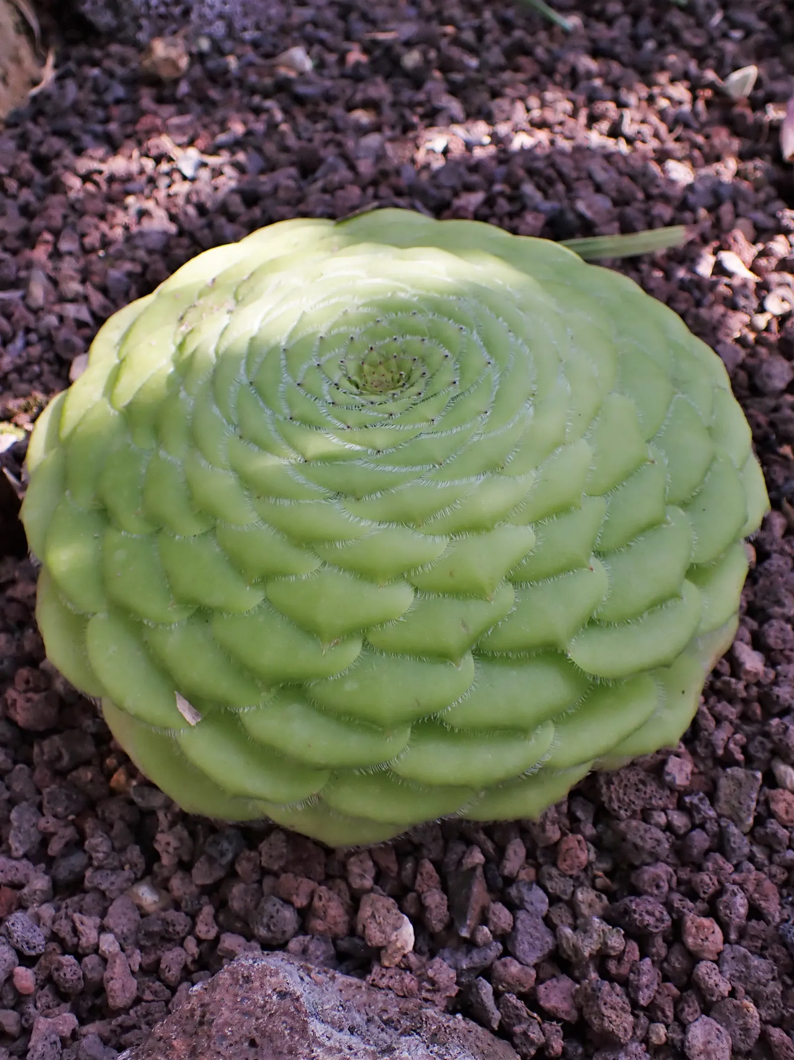 Dinner Plate Aeonium (Aeonium Tabuliforme) — While it appreciates full sun to partial shade
