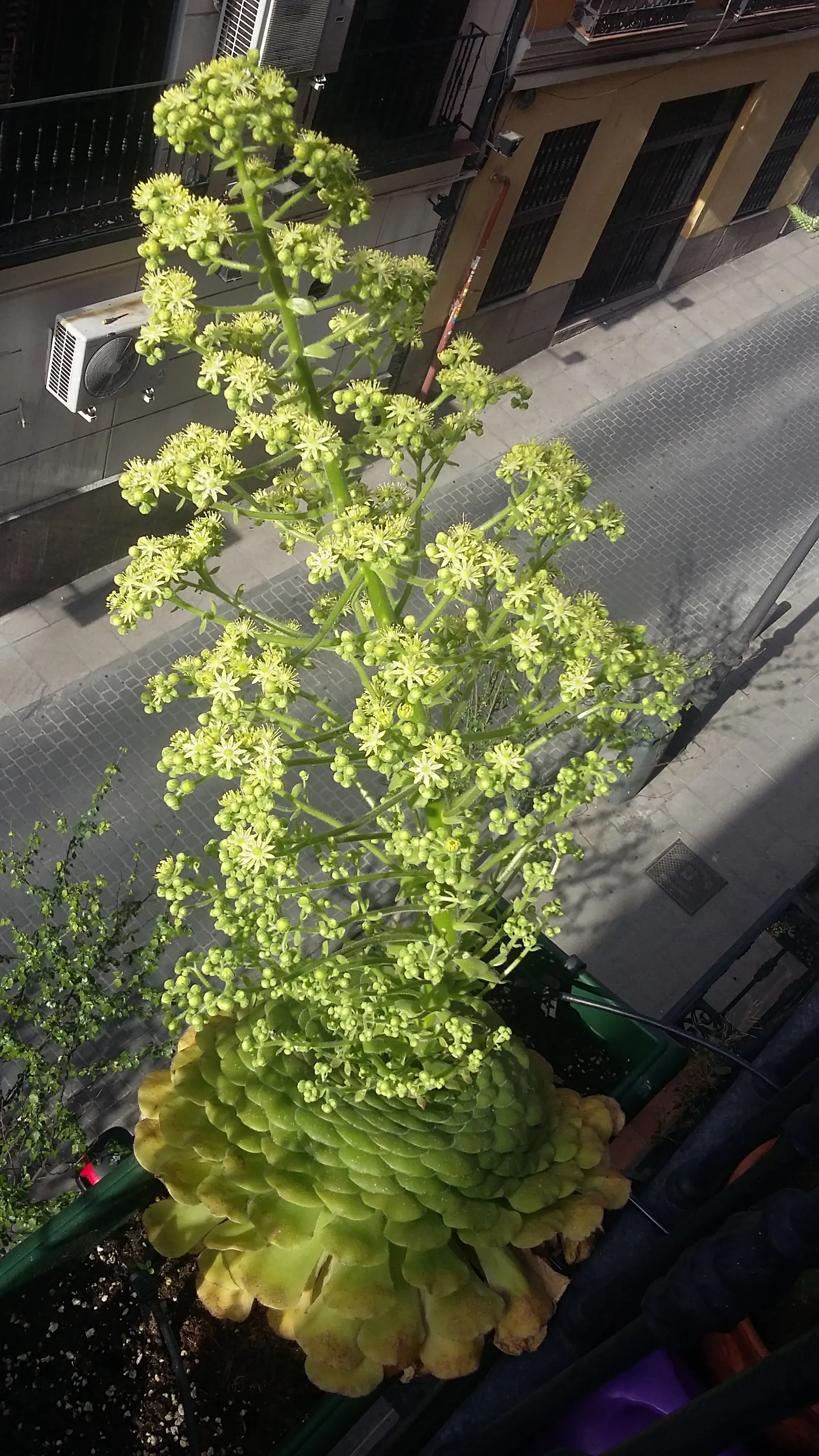 Dinner Plate Aeonium (Aeonium Tabuliforme) — as the flowering process marks the end of the plant's lifecycle
