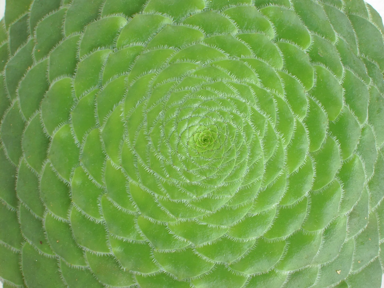 Dinner Plate Aeonium (Aeonium Tabuliforme) — This plant typically grows to an impressive diameter ranging between 18 to 24 inches across; modern touch to
