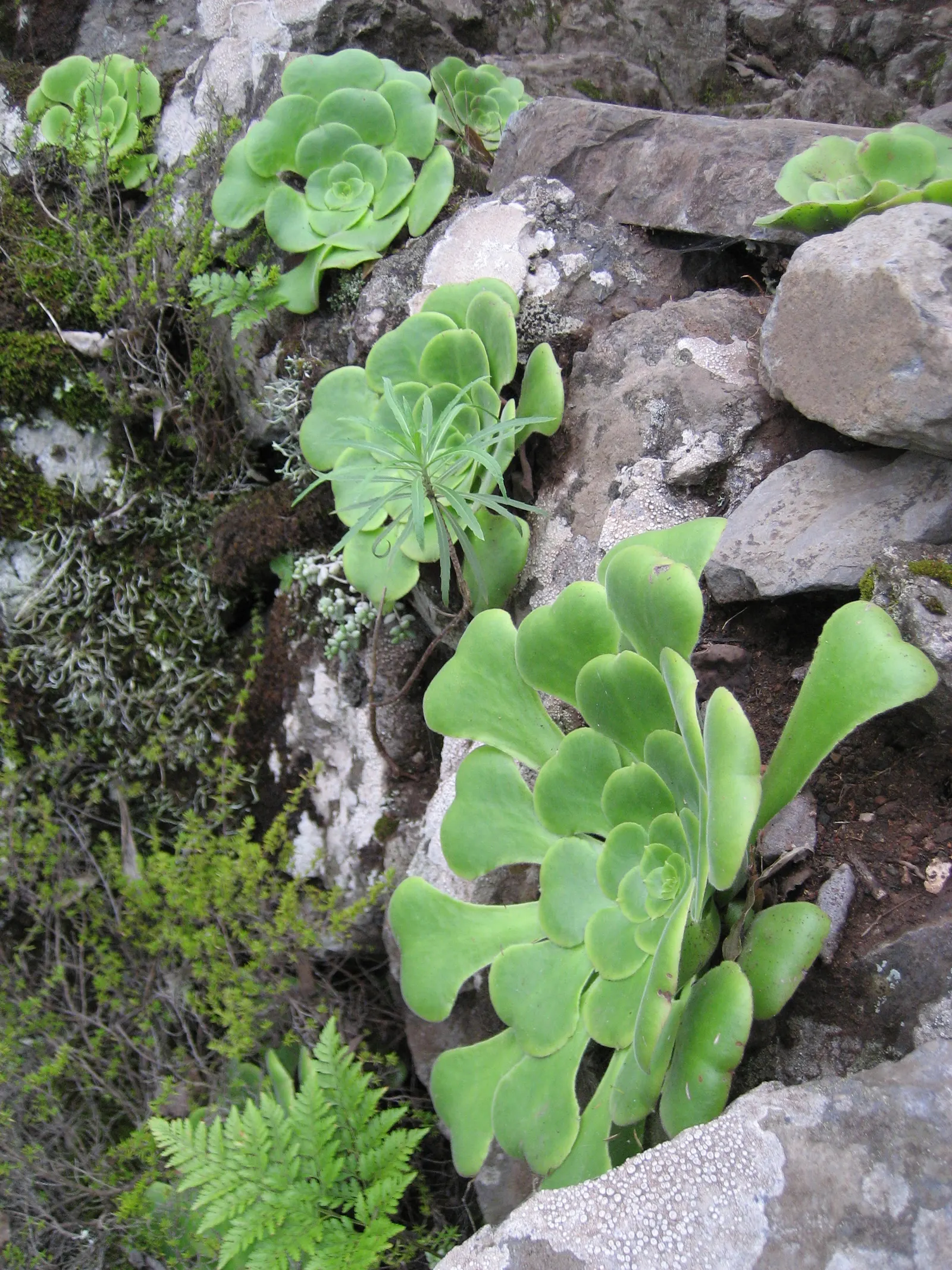 Dinner Plate Aeonium (Aeonium Tabuliforme) — Aeonium tabuliforme thrives in USDA hardiness zones 9 to 11 and prefers a temperate coastal climate