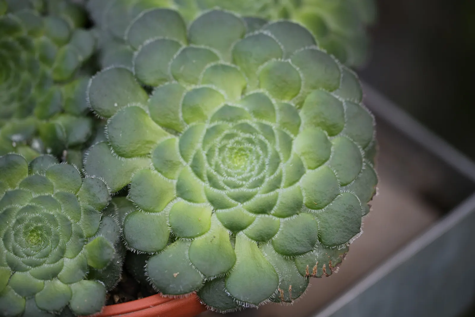 Dinner Plate Aeonium (Aeonium Tabuliforme) — consider the Aeonium tabuliforme as a statement piece due to its shape and size