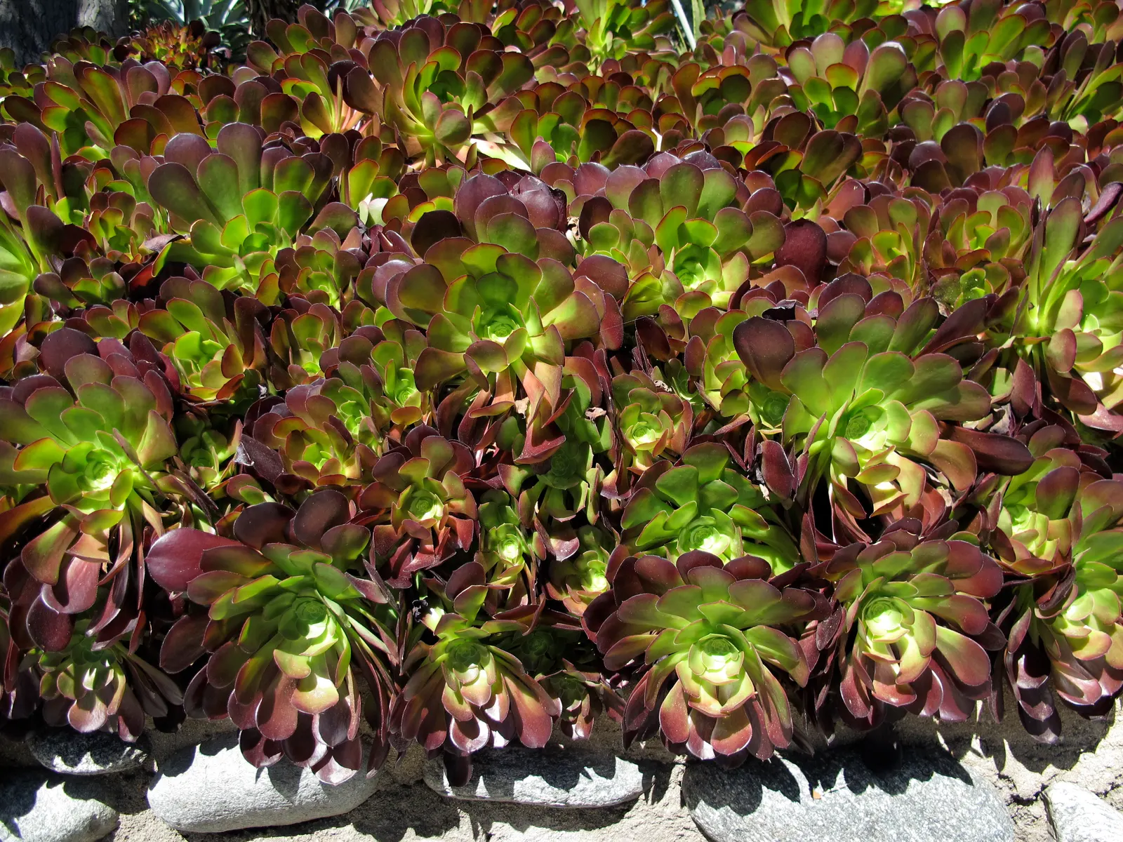 Dinner Plate Aeonium (Aeonium Tabuliforme) — it benefits from afternoon shade to prevent scorching