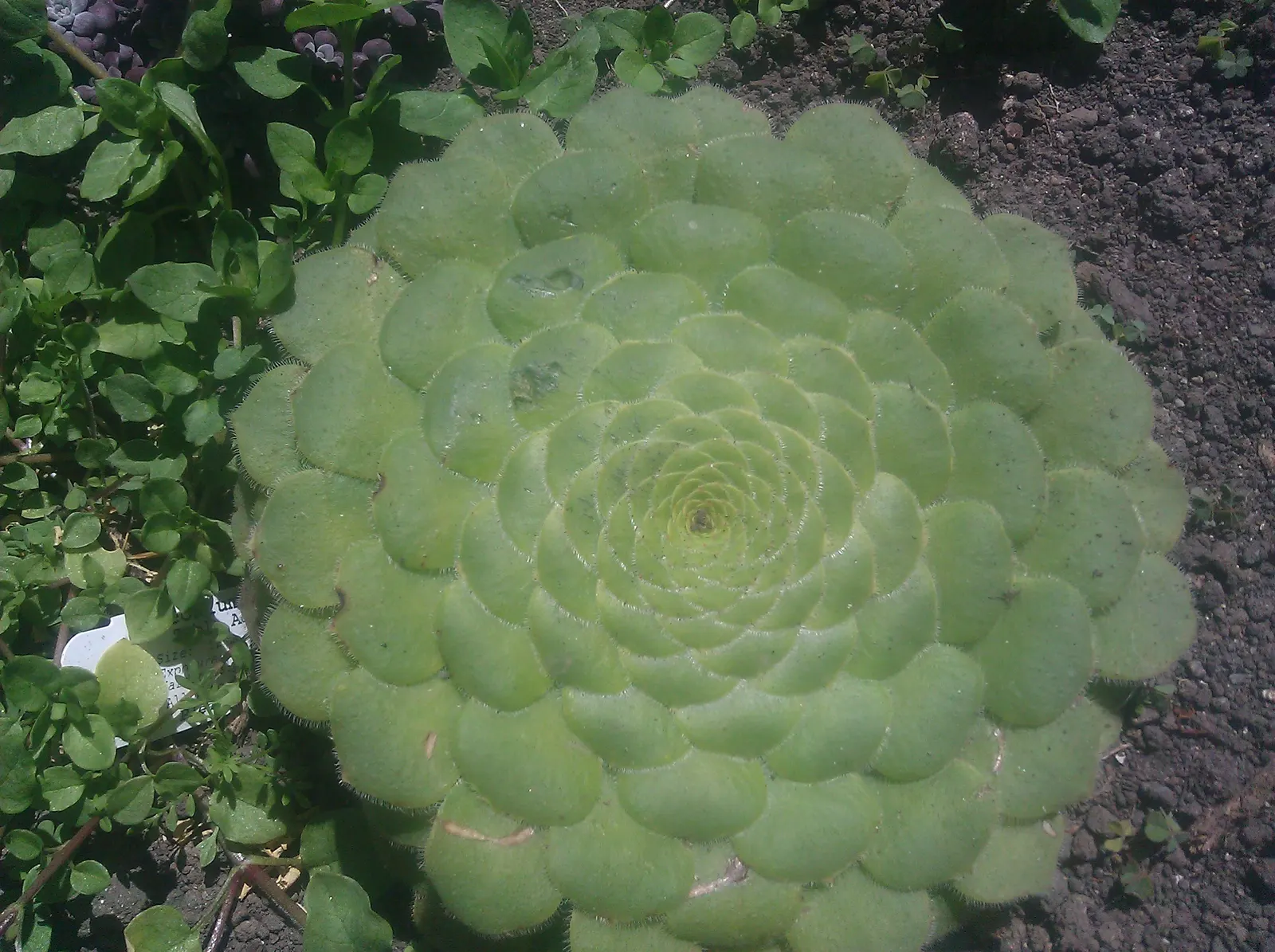 Dinner Plate Aeonium (Aeonium Tabuliforme) — succulent with yellow blooms