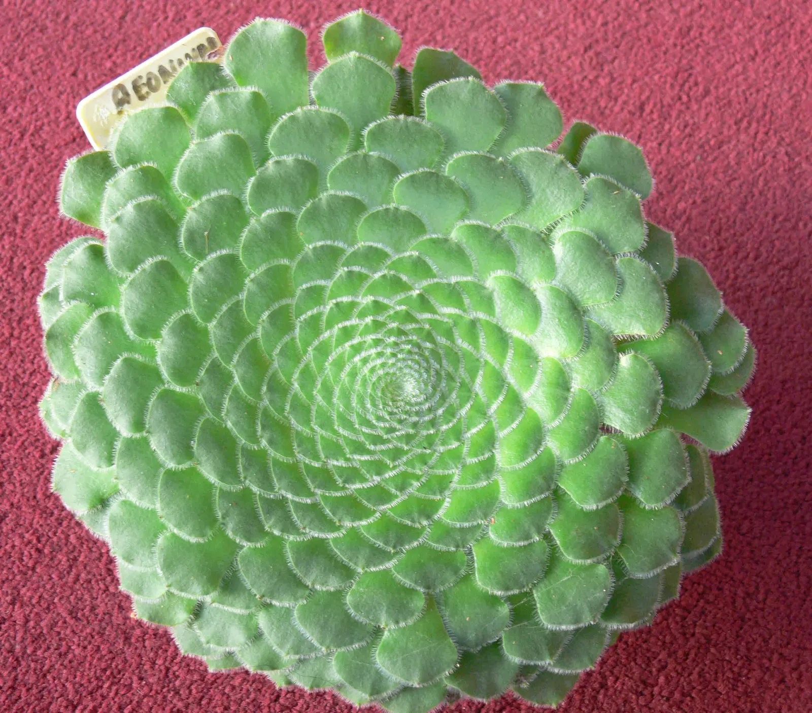 Dinner Plate Aeonium (Aeonium Tabuliforme) — The leaves boast a vibrant green hue with a subtle sheen