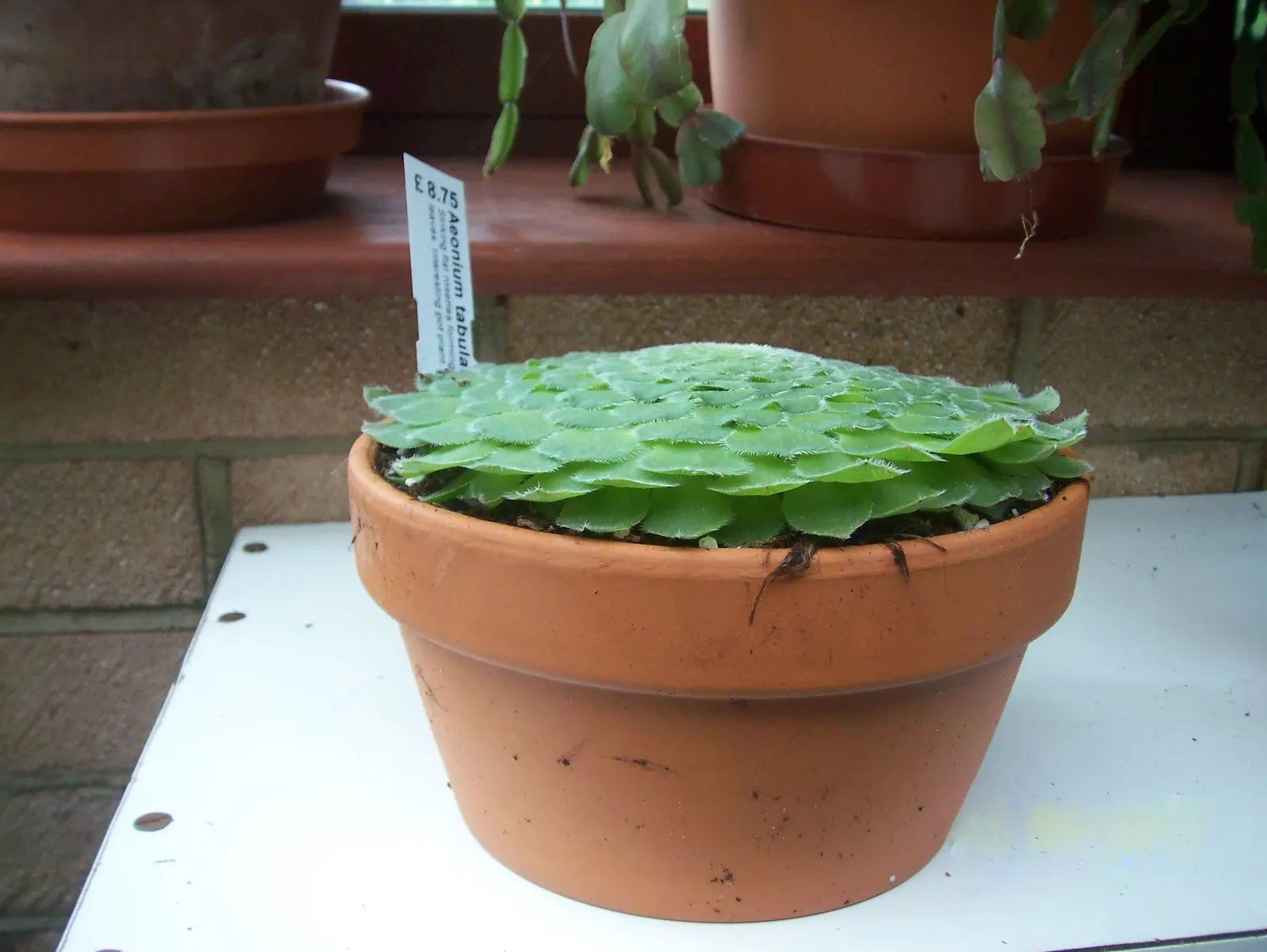 Dinner Plate Aeonium (Aeonium Tabuliforme) — while its sculptural form adds a unique